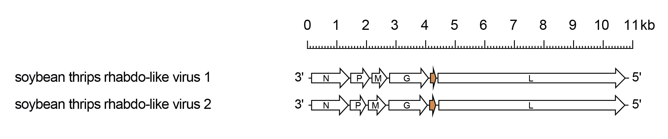 Betathriprhavirus genome