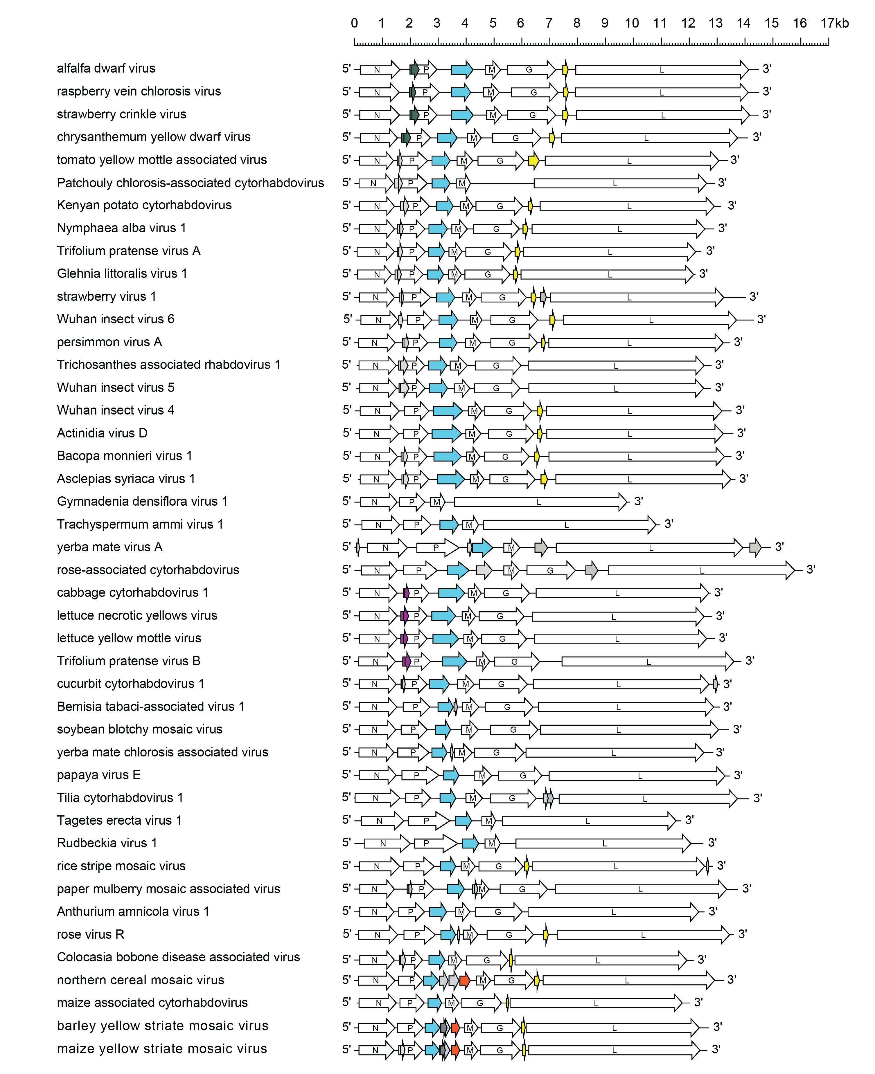 Cytorhabdovirus genomes