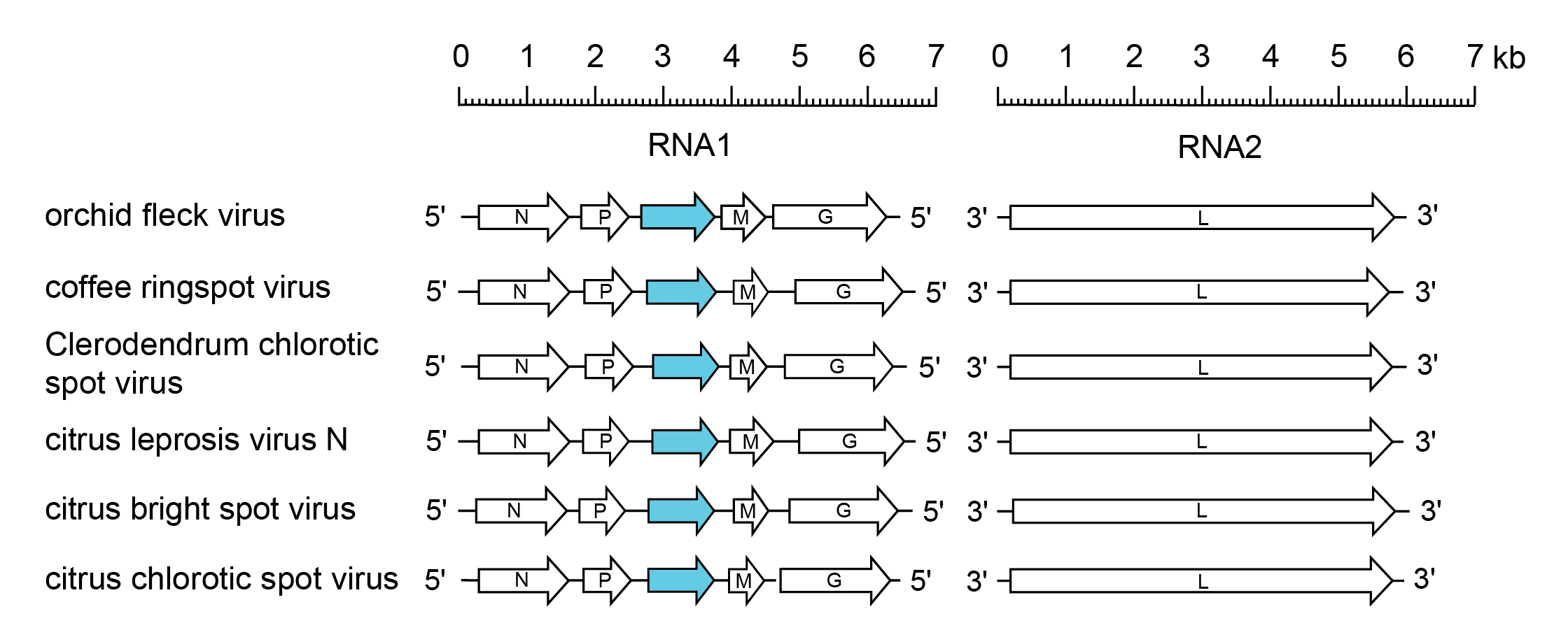 Dichoravirus genomes