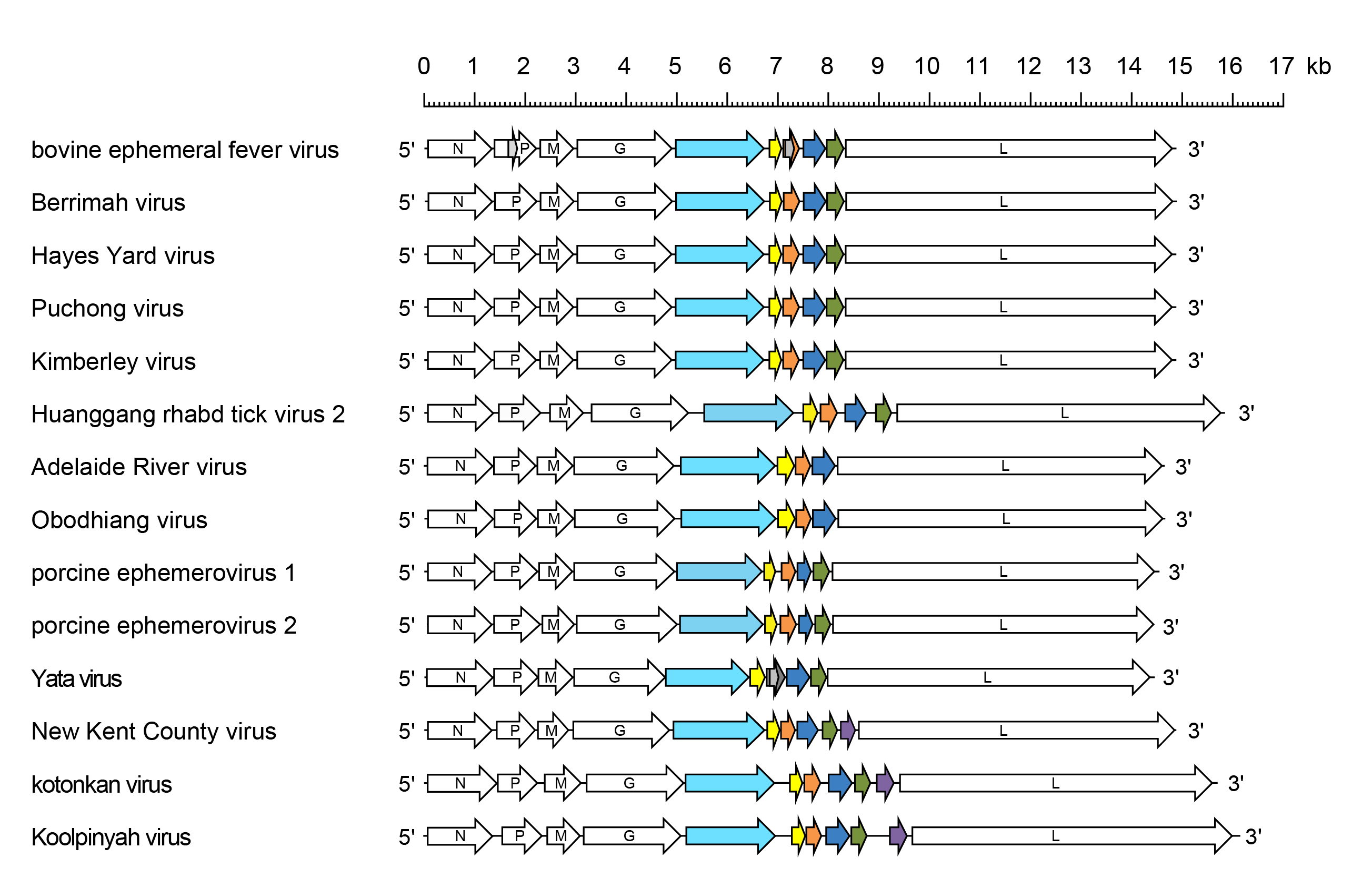 Ephemerovirus genomes