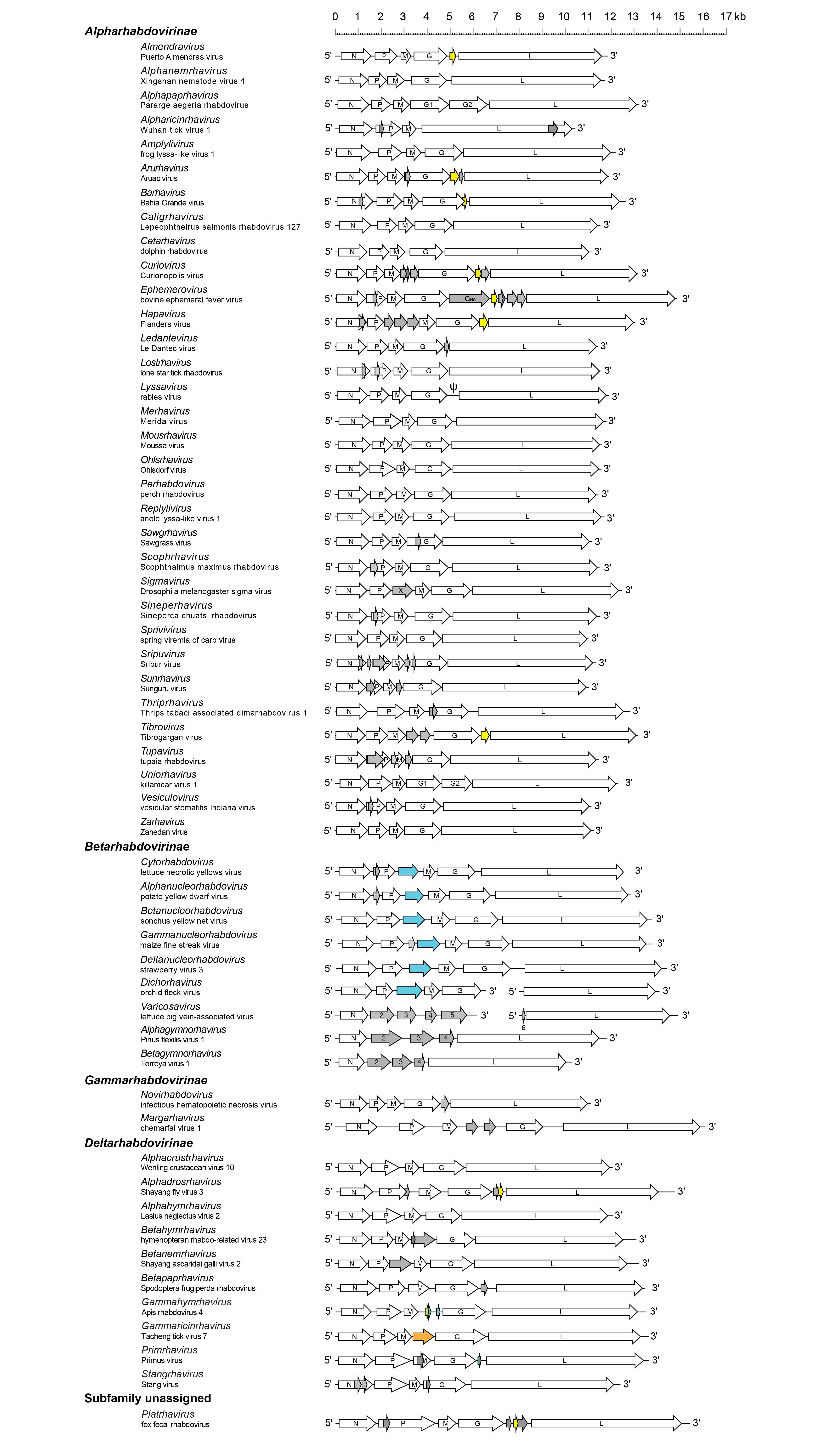 Rhabdoviridae genome organisation