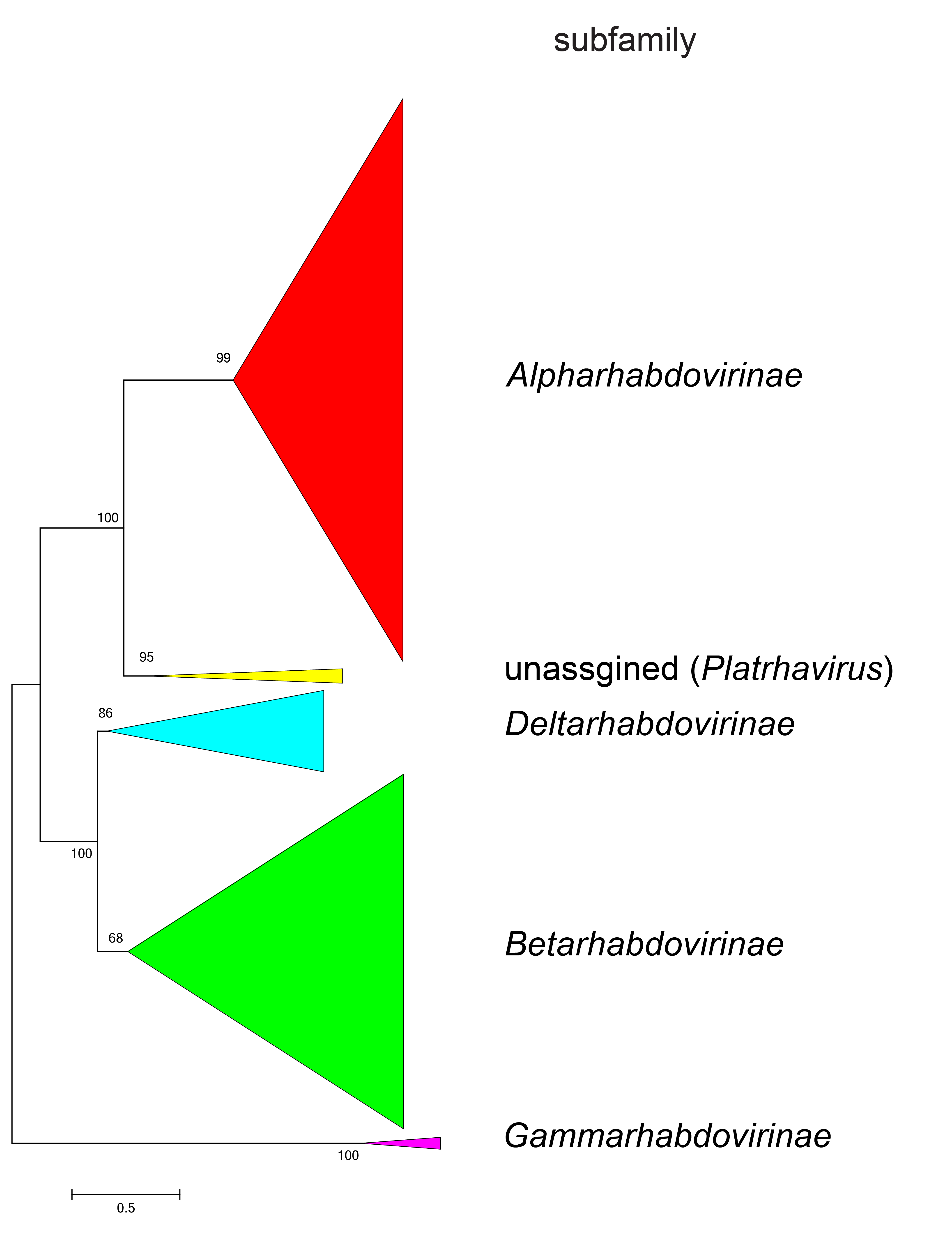 Rhabdoviridae subfamily taxonomy