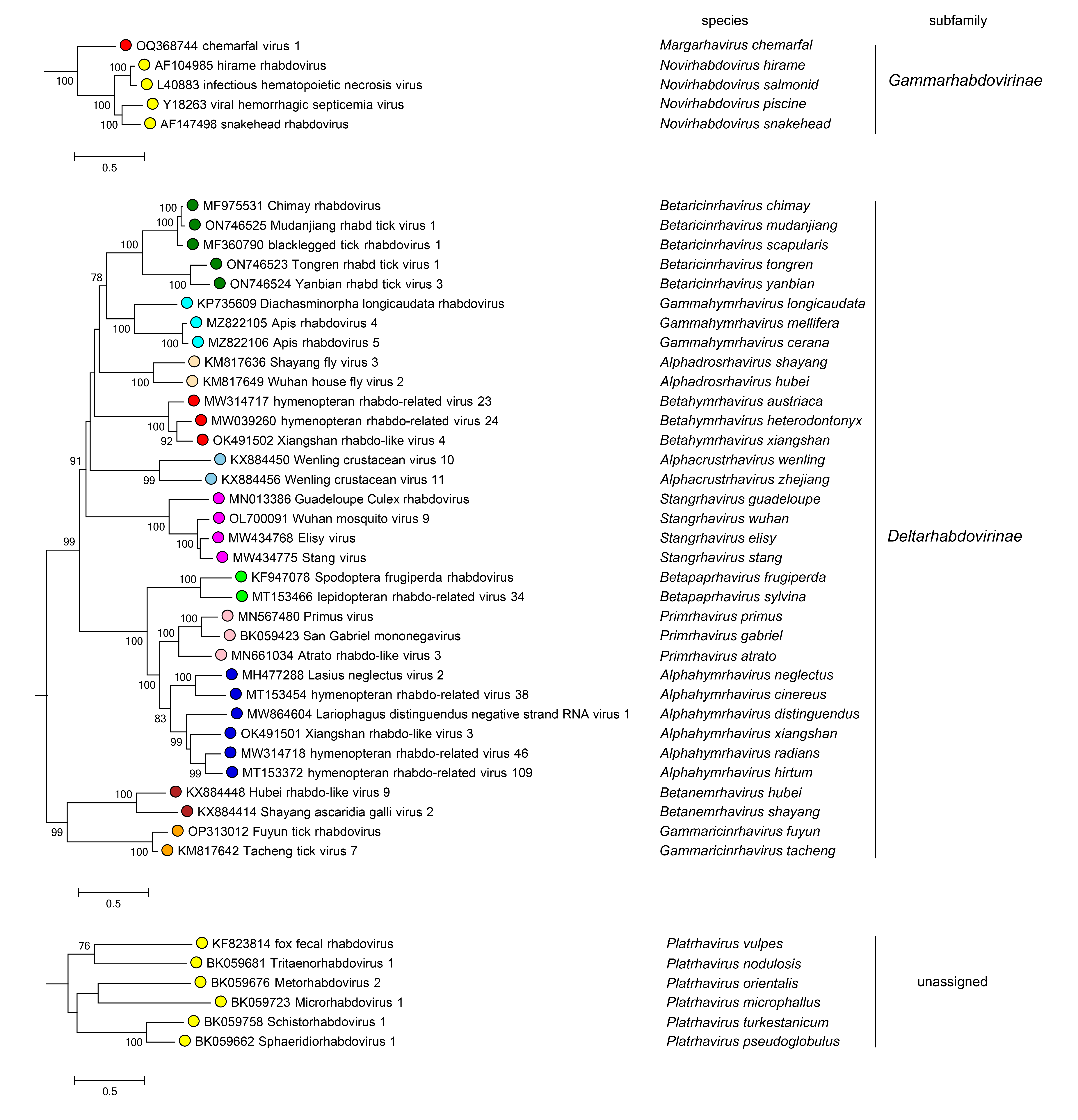 Rhabdoviridae subfamily phylogeny