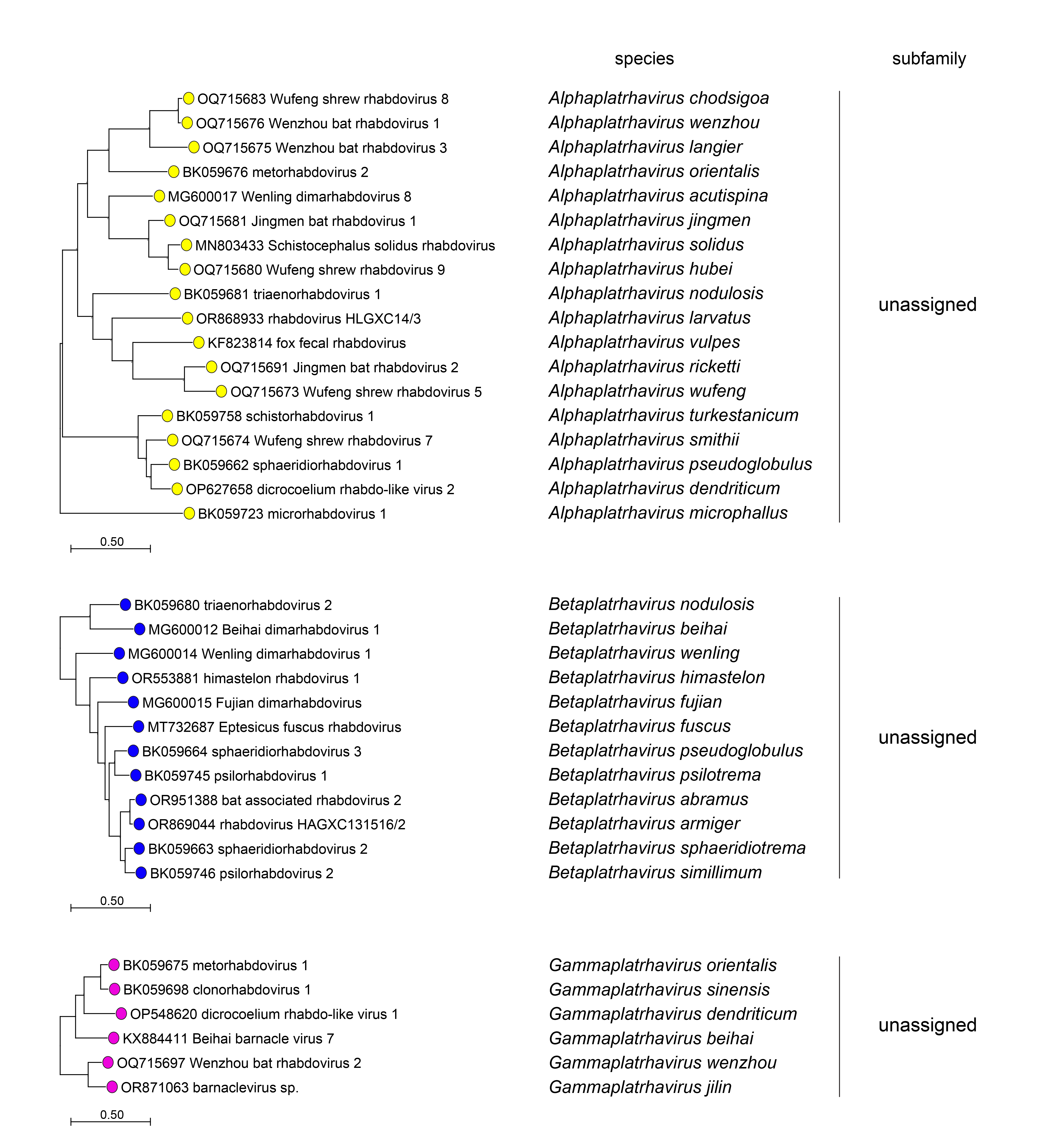 Rhabdoviridae phylogeny trahviruses