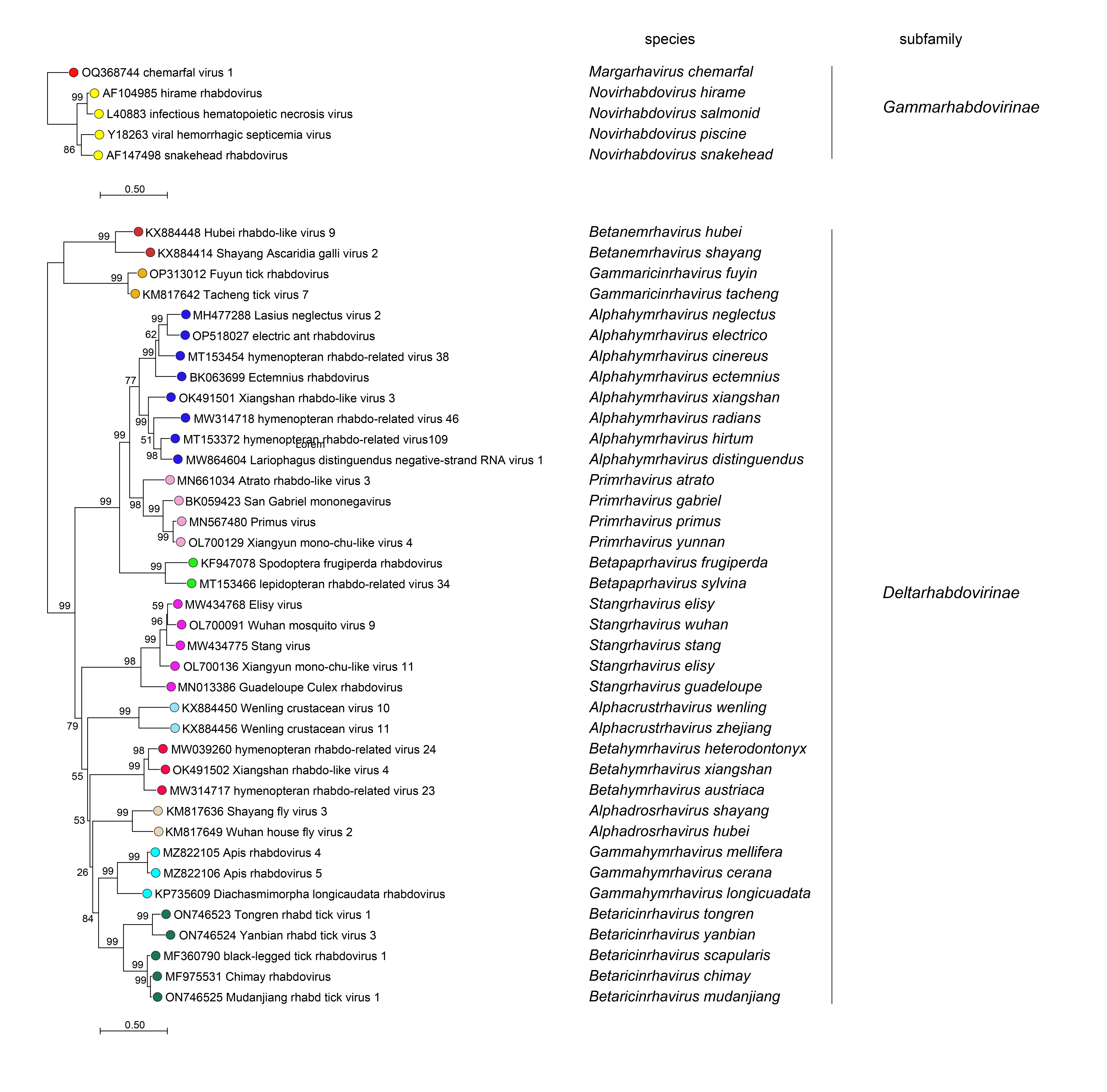 Rhabdoviridae phylogeny Gamma Delta