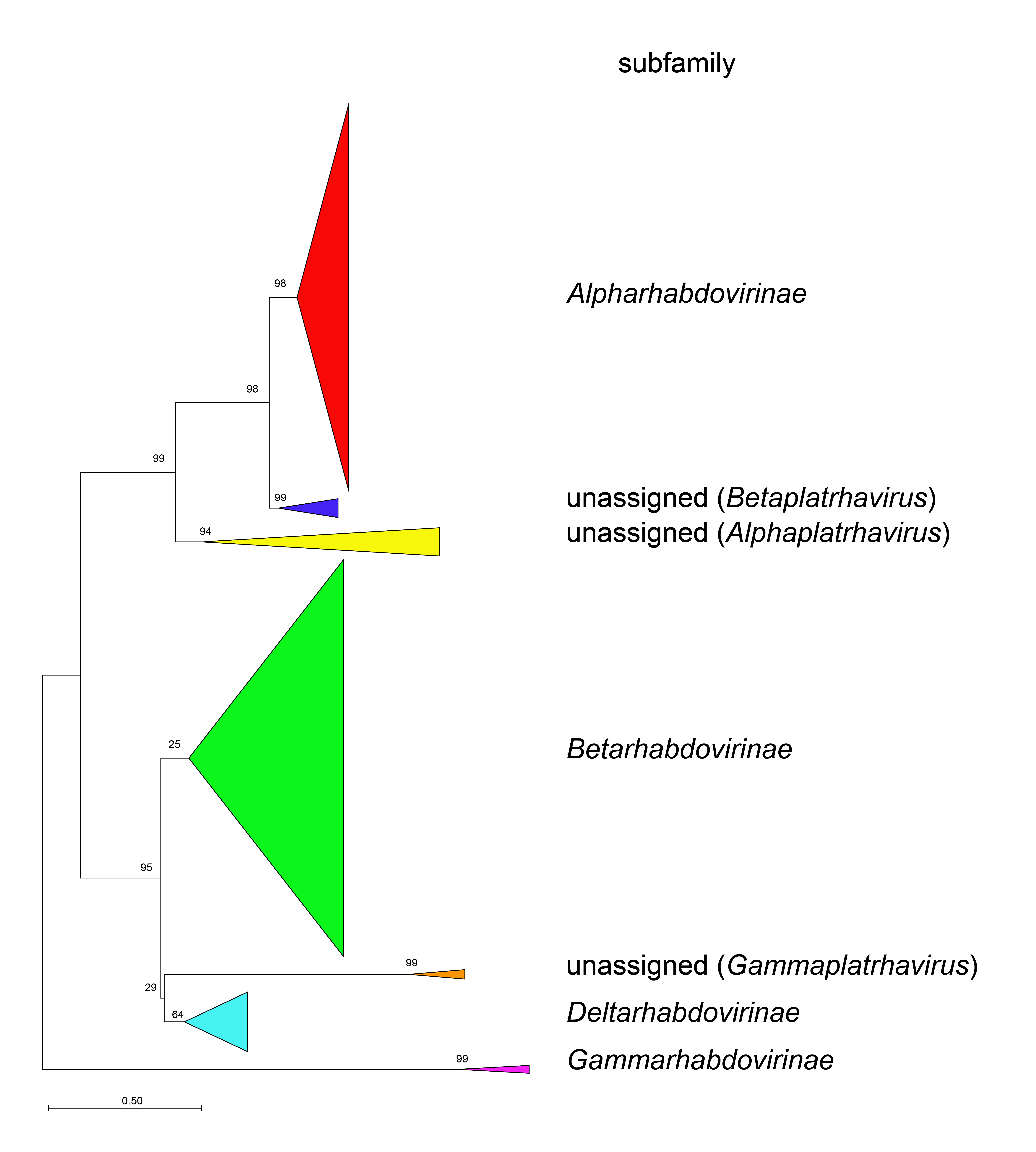 Rhabdoviridae phylogeny condensed