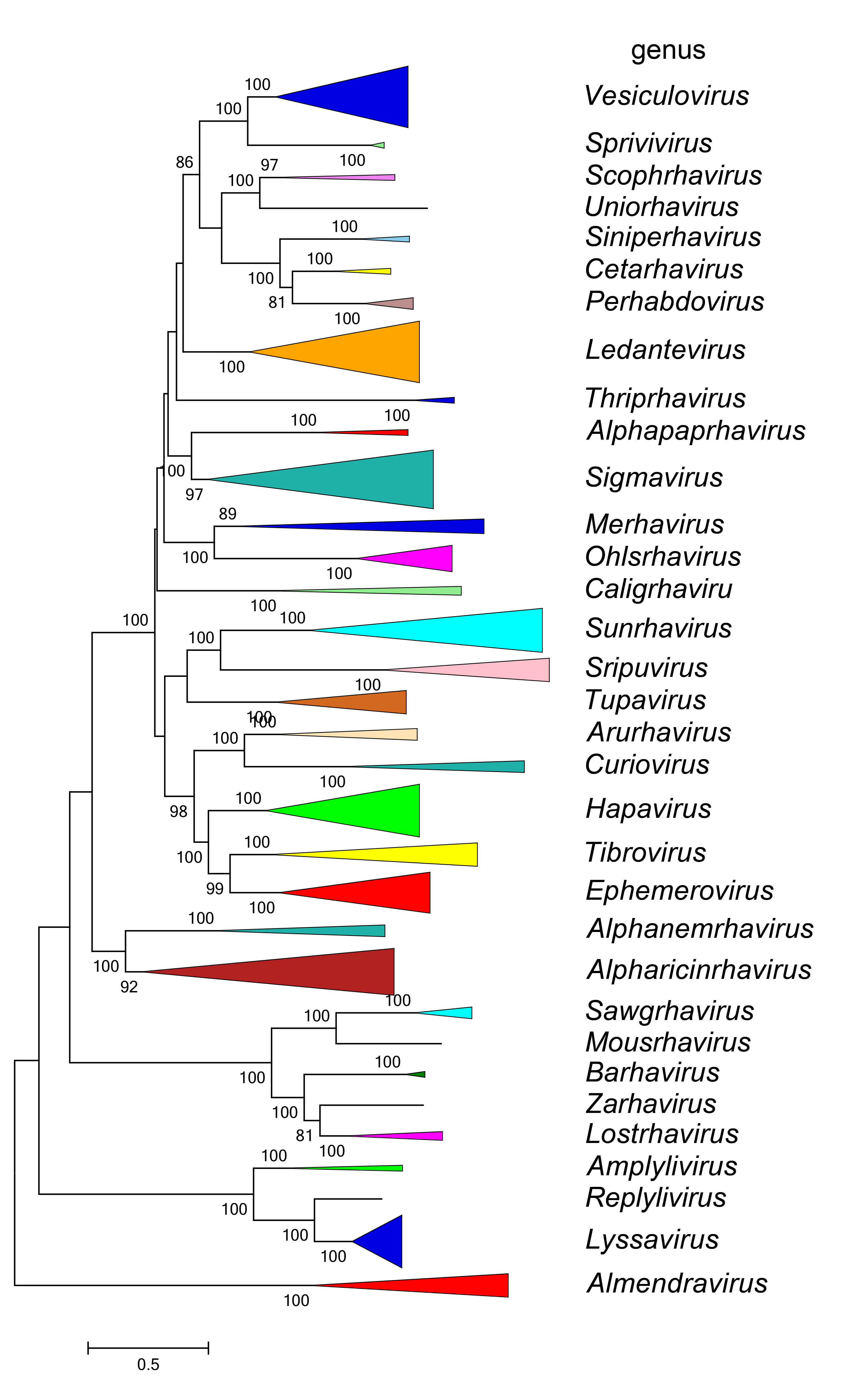 Alpharhabdoviridae phylogeny