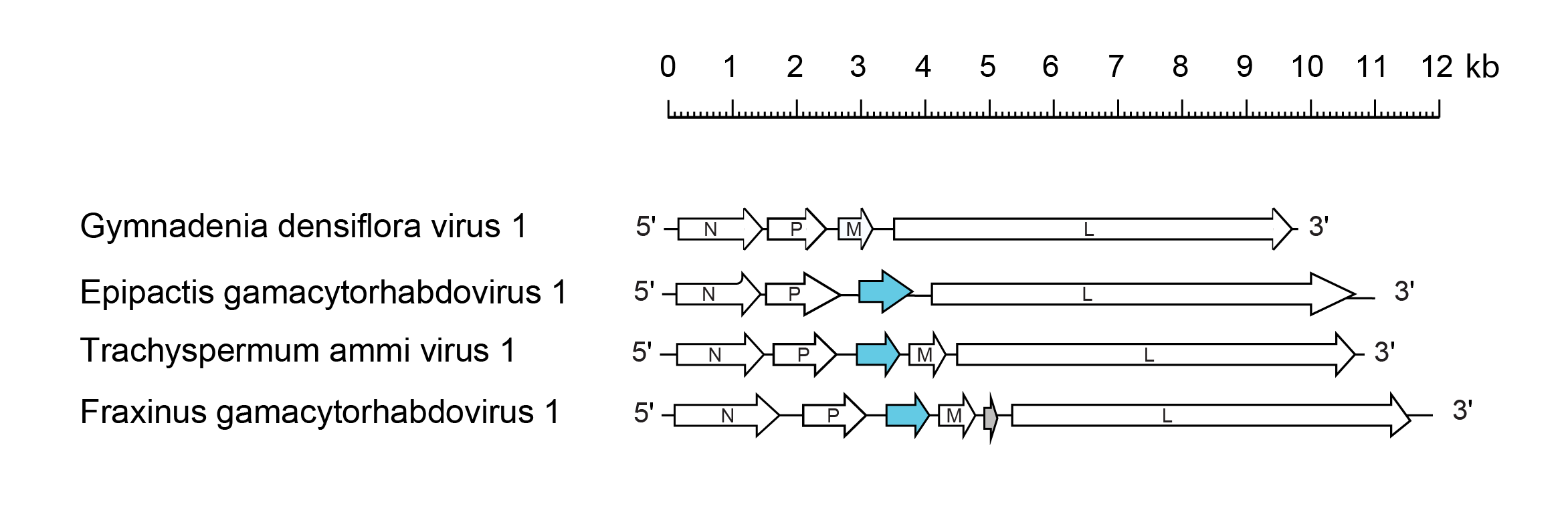 Gammacytorhabdovirus genome