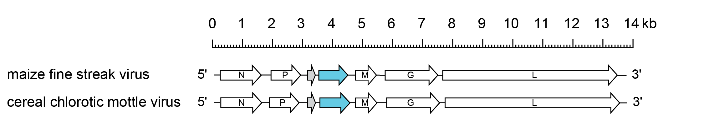 Gammanucleorhabdovirus genomes