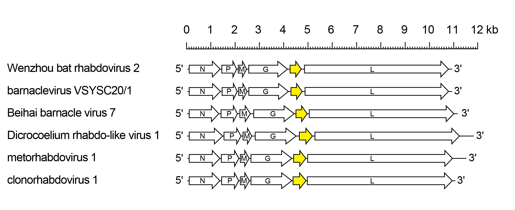 Gammaplatrhavirus gemome