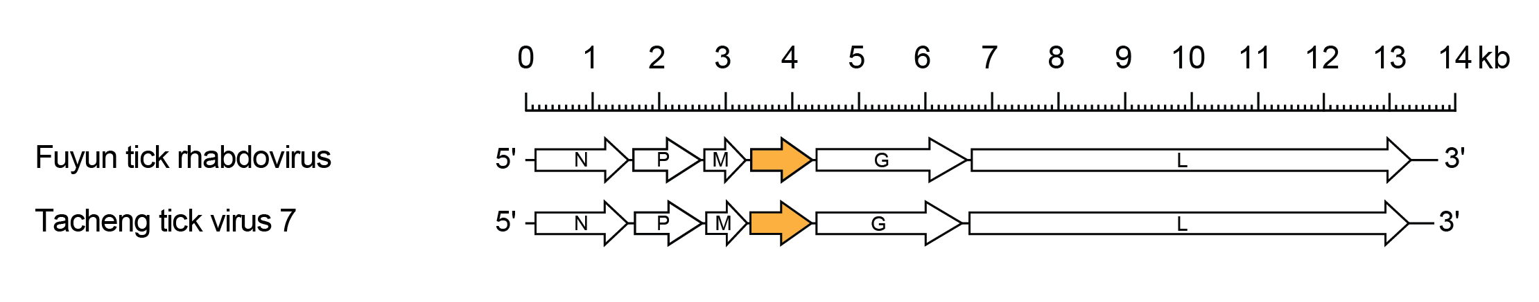 Gammaricinvirus genomes