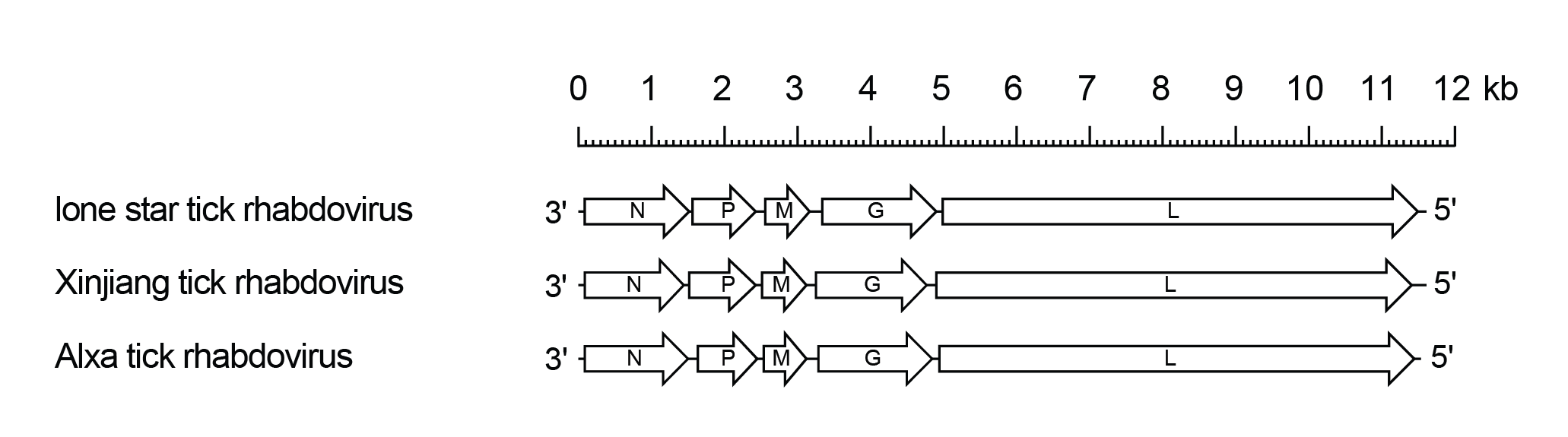 Lostrahvirus genomes