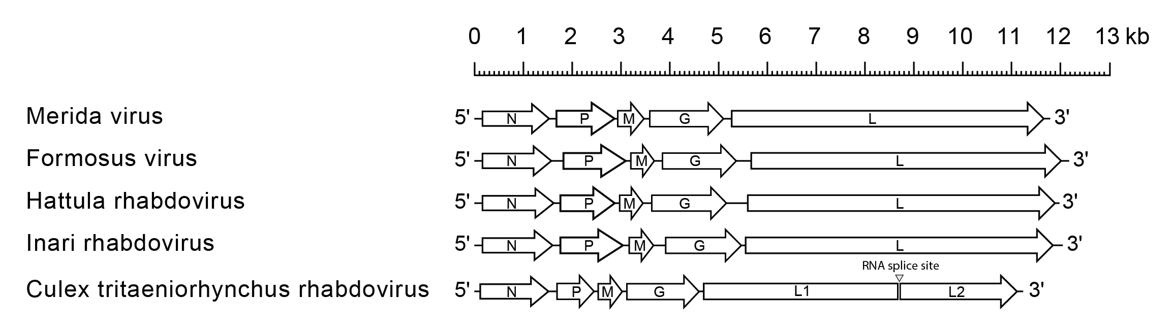 Merhavirus genomes