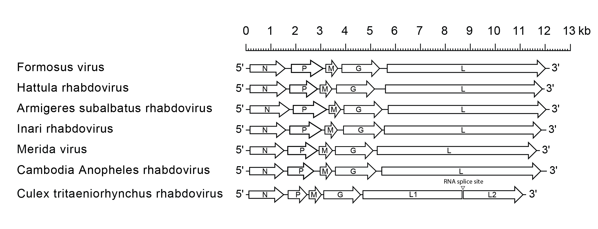 Merhavirus genome