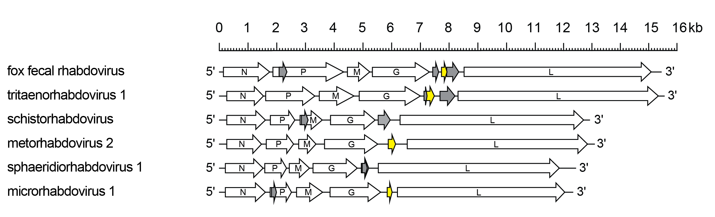 Platrhavirus genomes