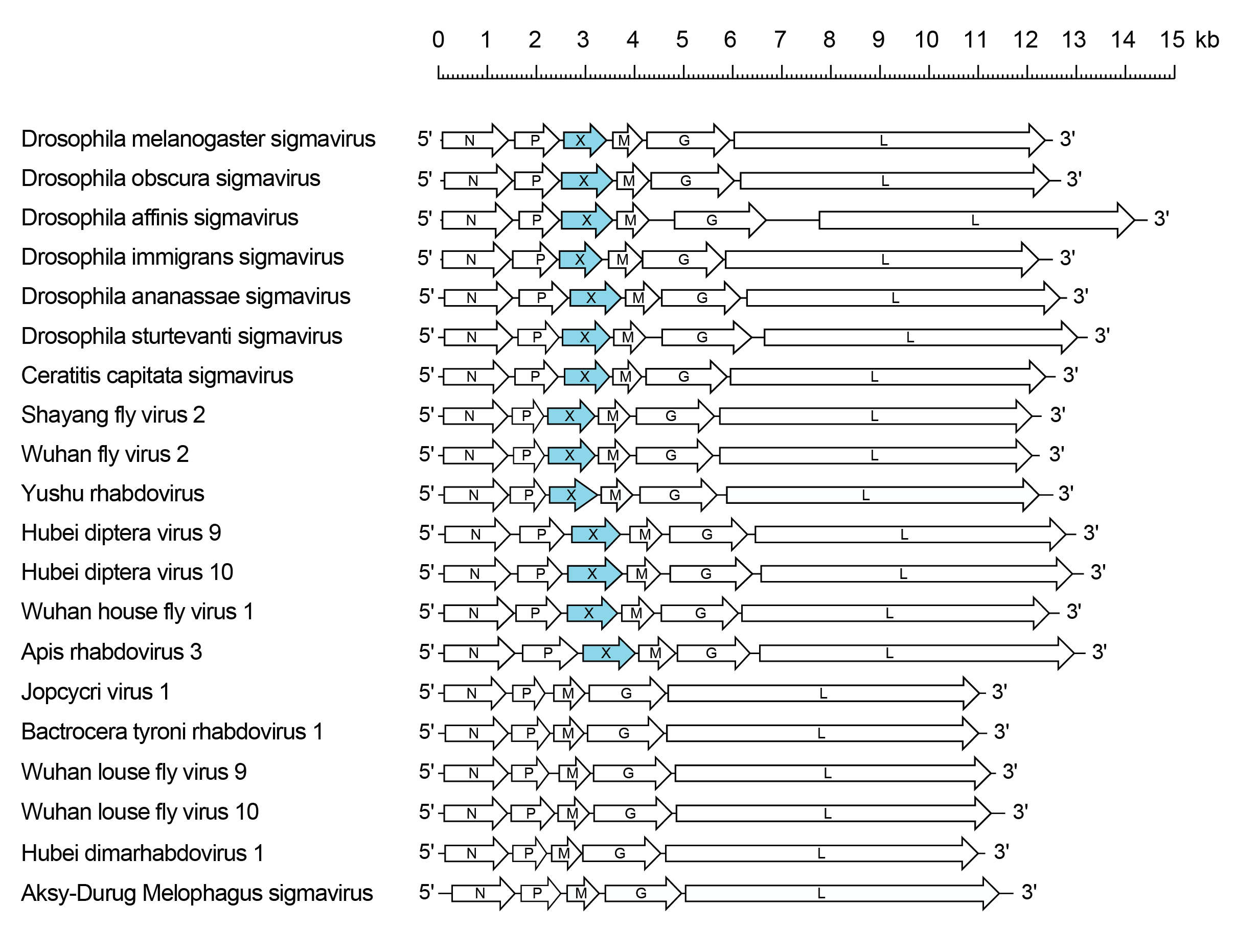 Sigmavirus genomes