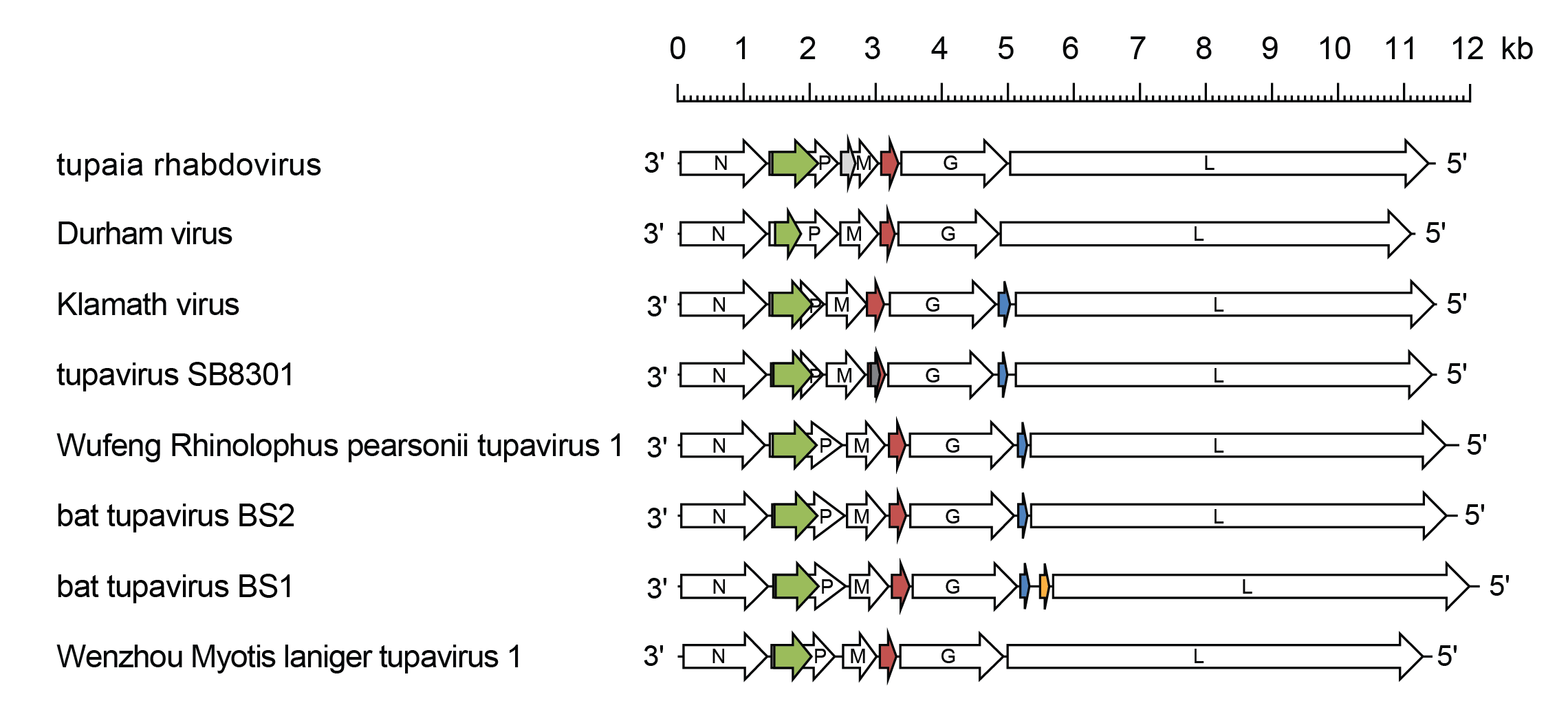 Tupavirus genomes