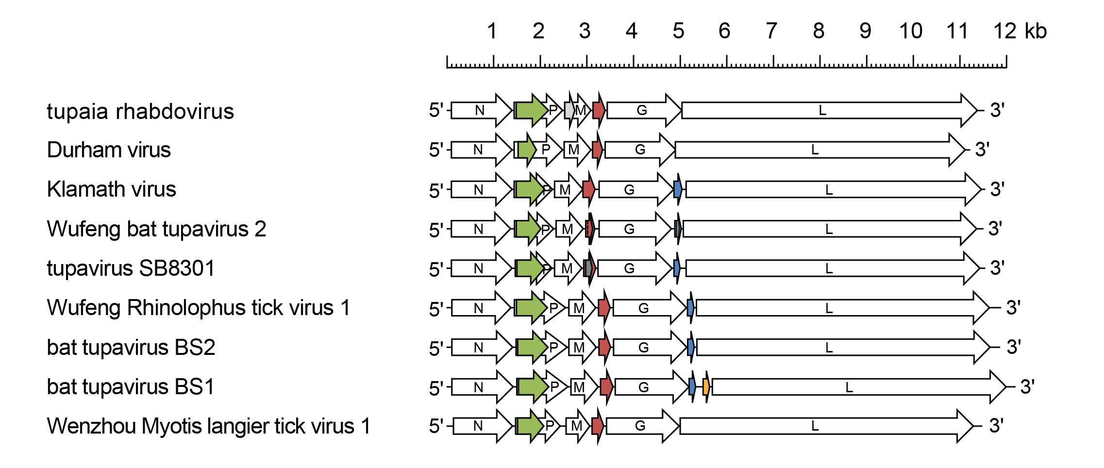 Tupavirus genome