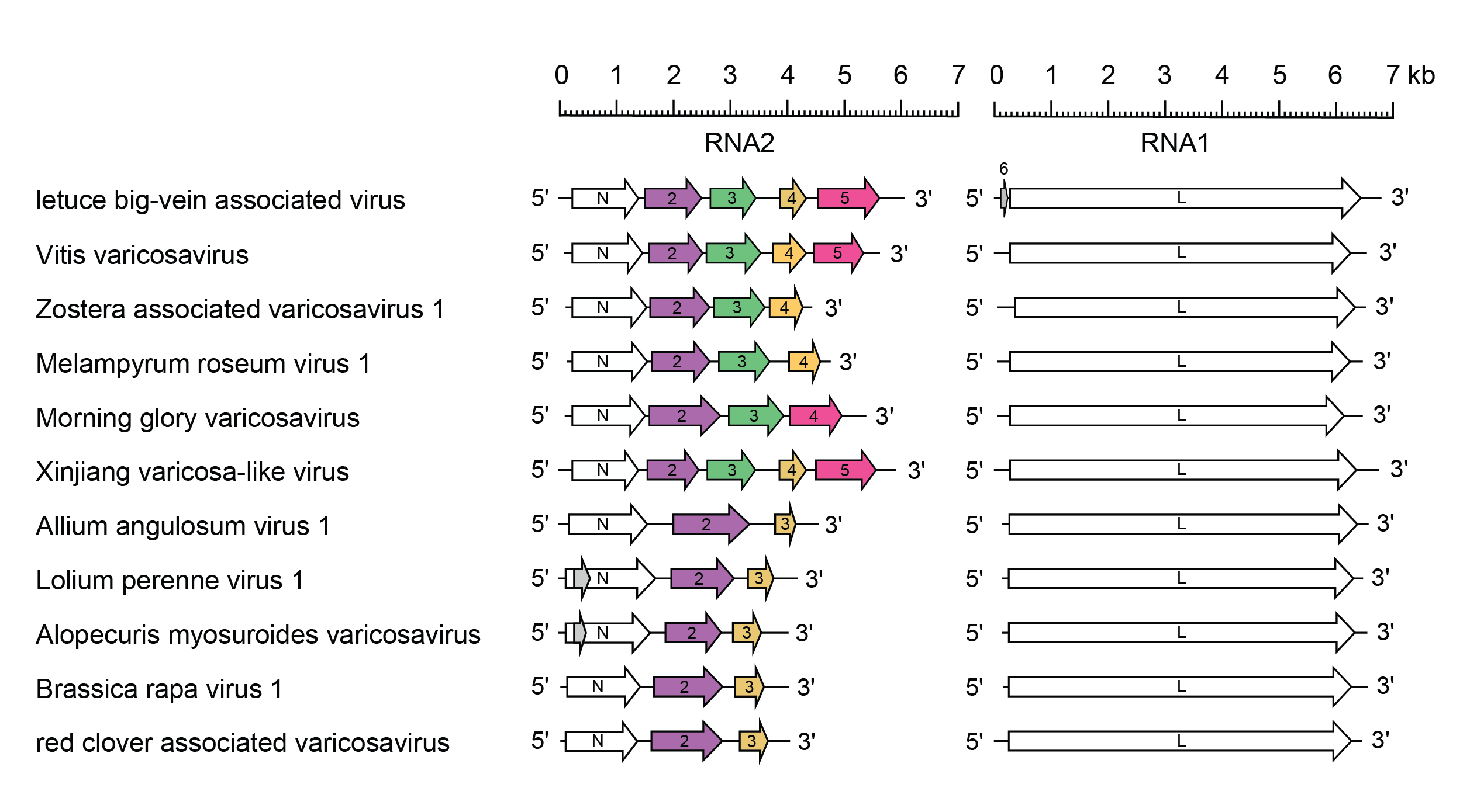 Varicosavirus genomes