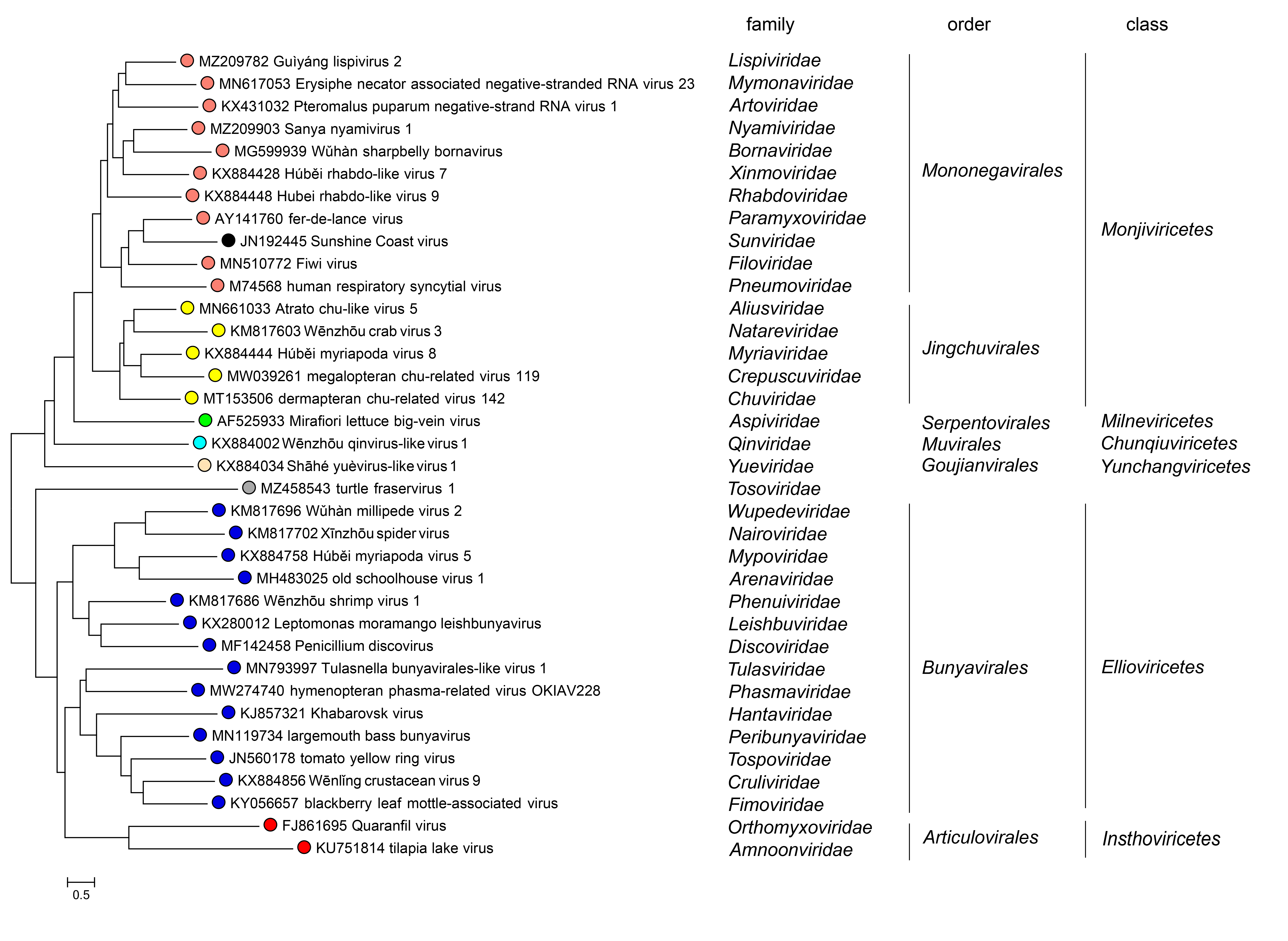 Sunviridae phylogeny