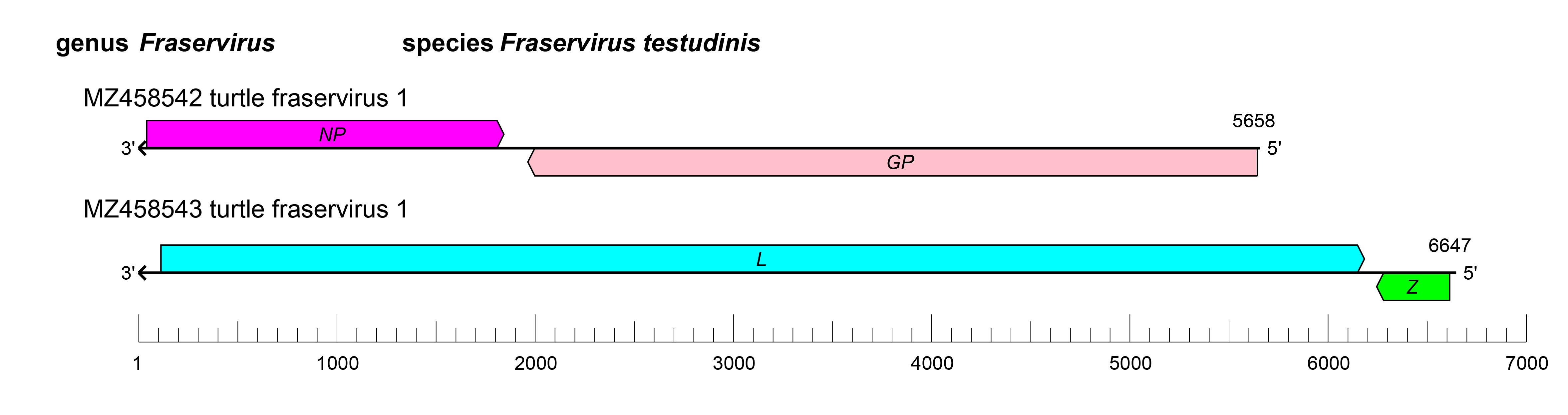 Tosoviridae genome