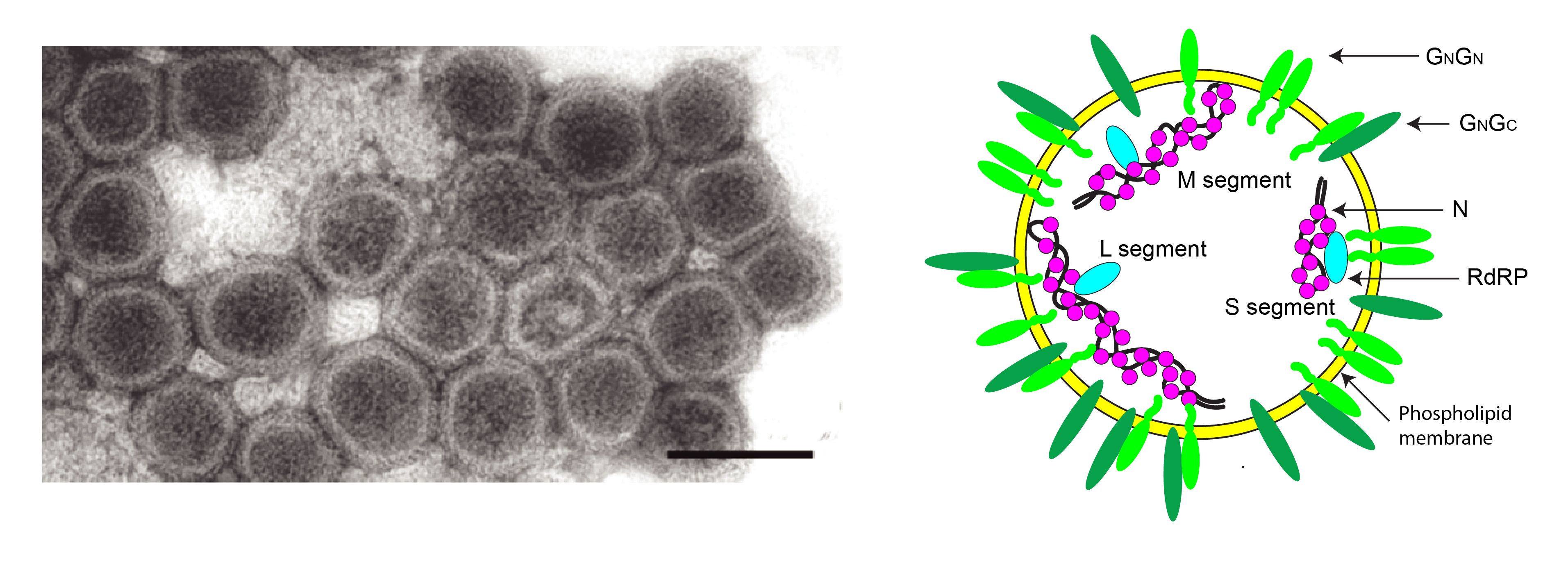 Tospoviridae virion
