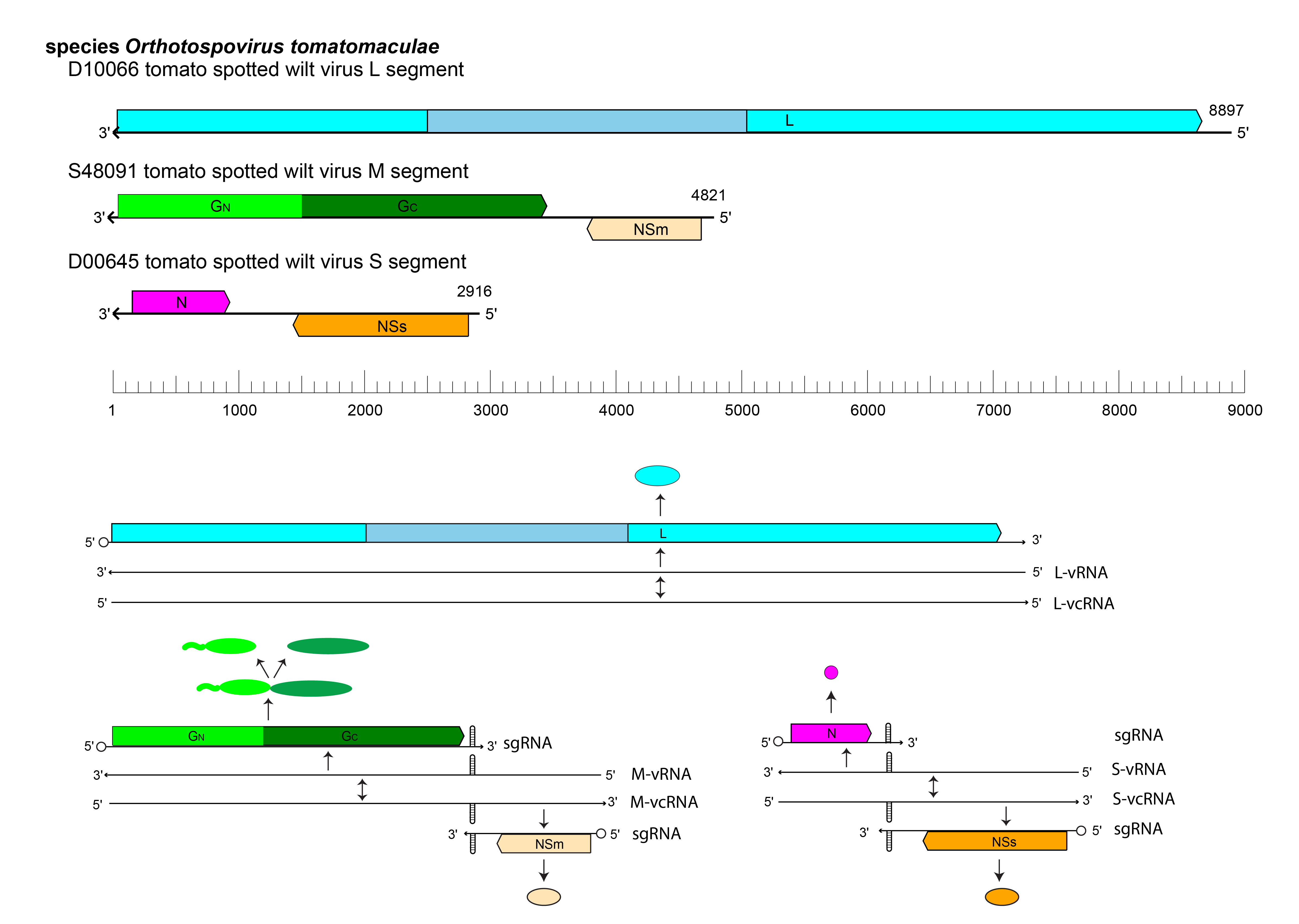 Tospoviridae genome