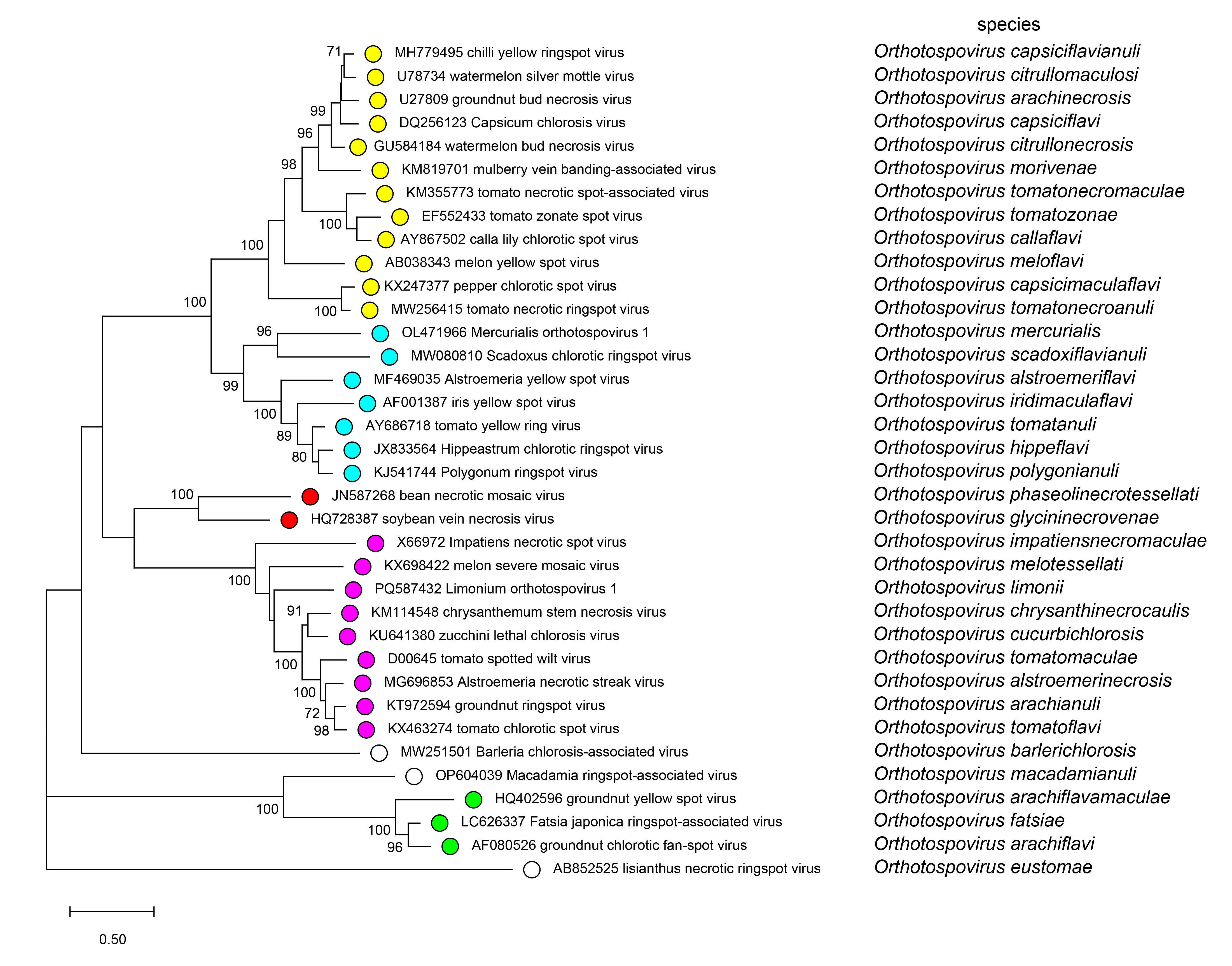 Tospoviridae phylogeny