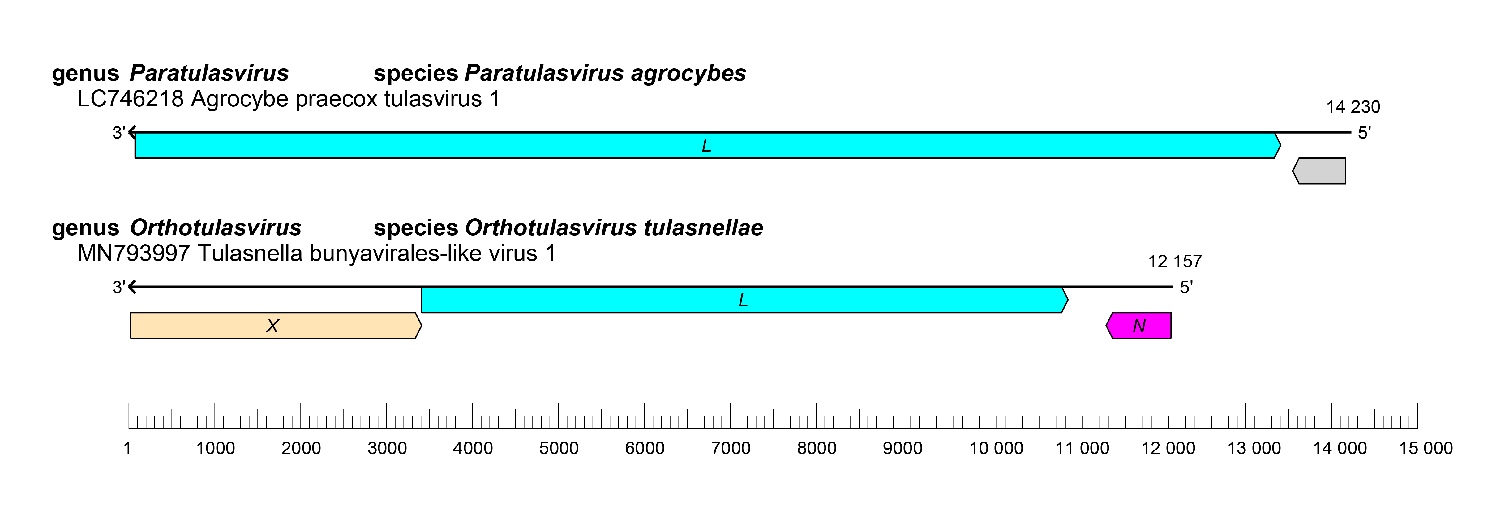 Tulasiviridae genome