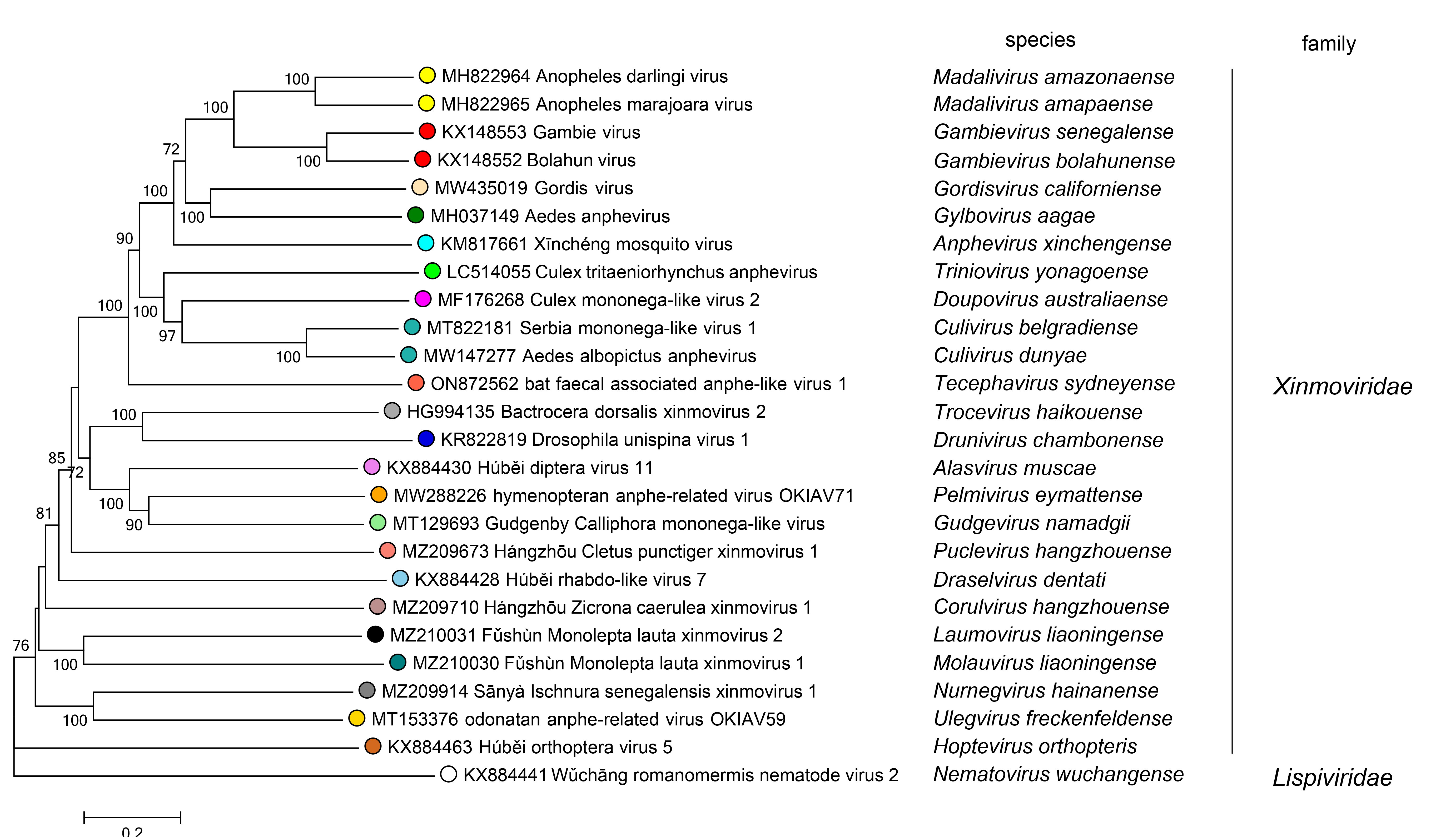 Xinmoviridae taxonomy