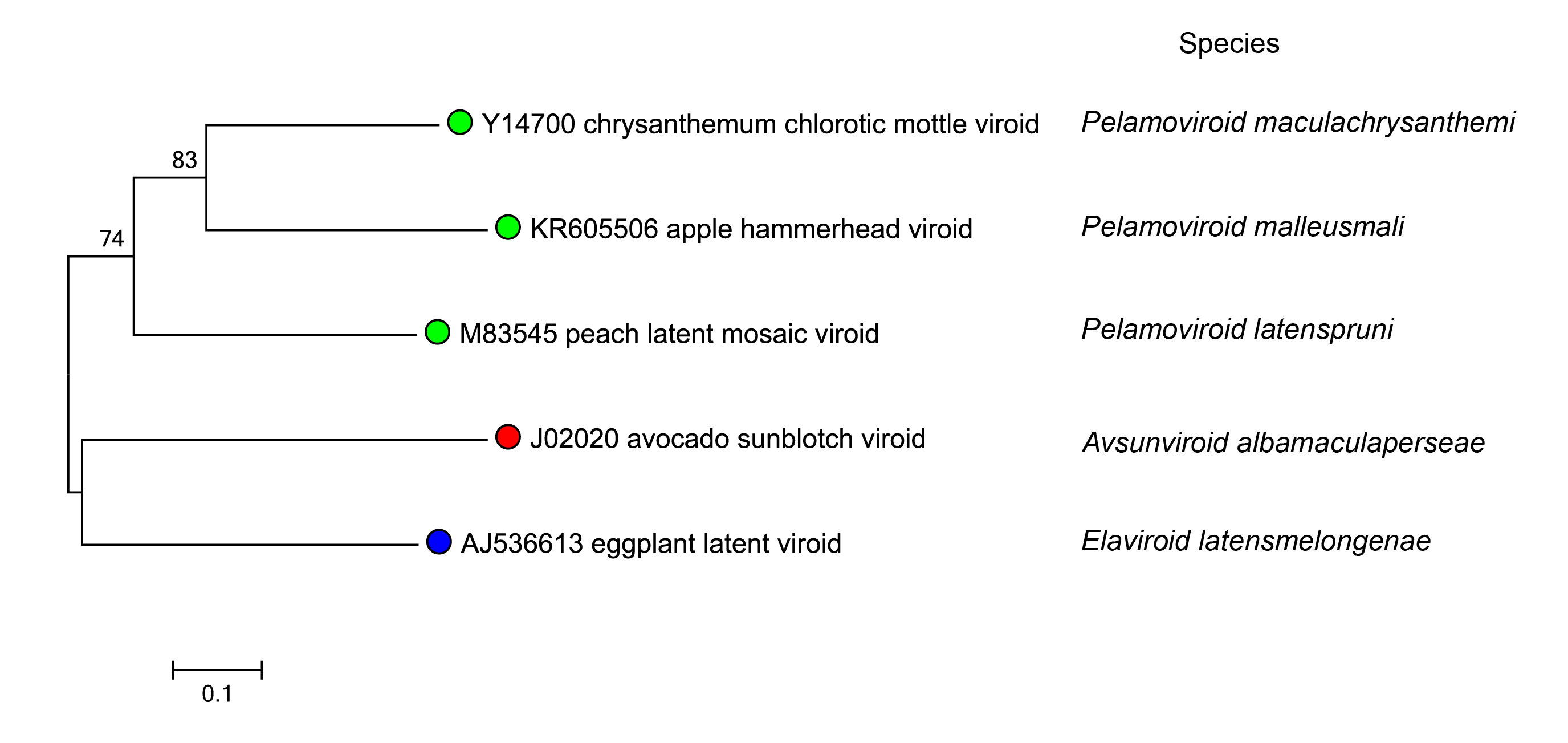 Avsunviroidae phylogeny