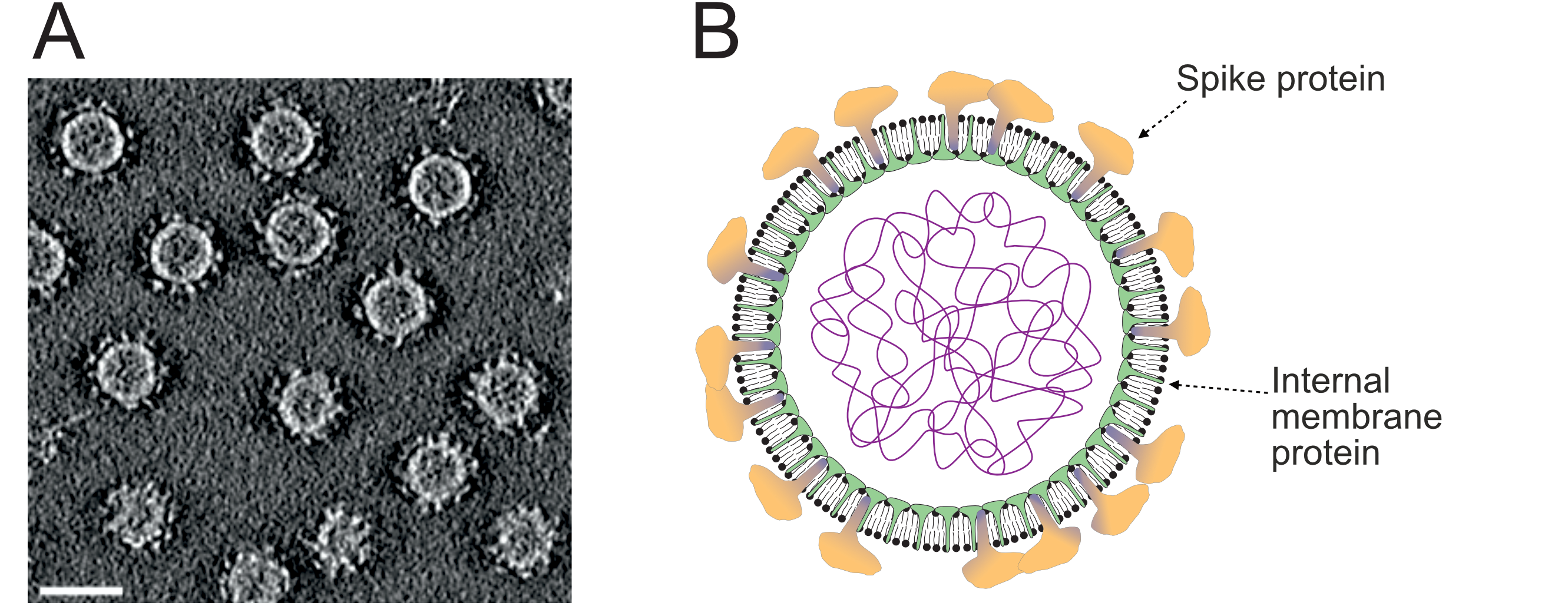 Pleolipoviridae virion structure