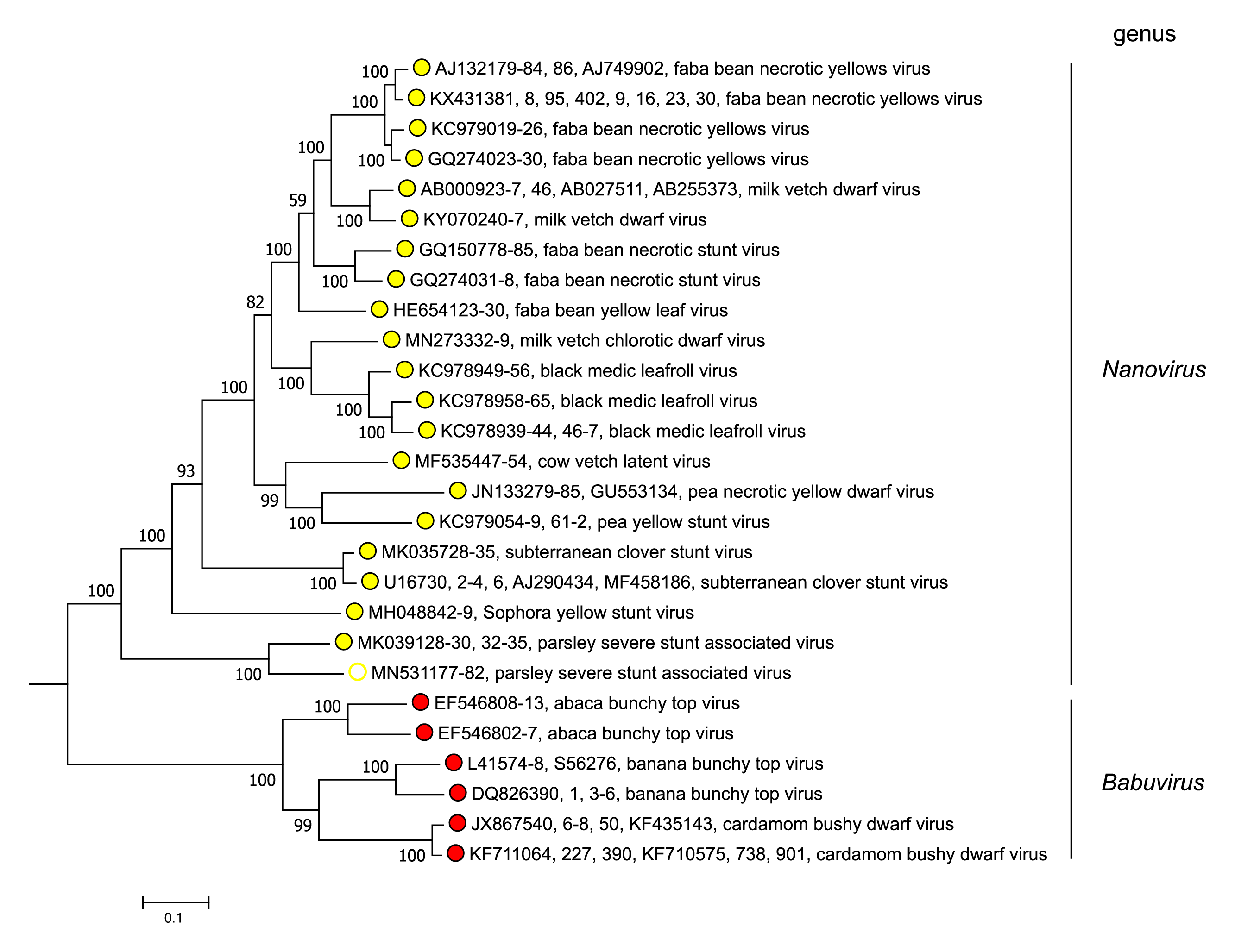 Nanoviridae phylogeny