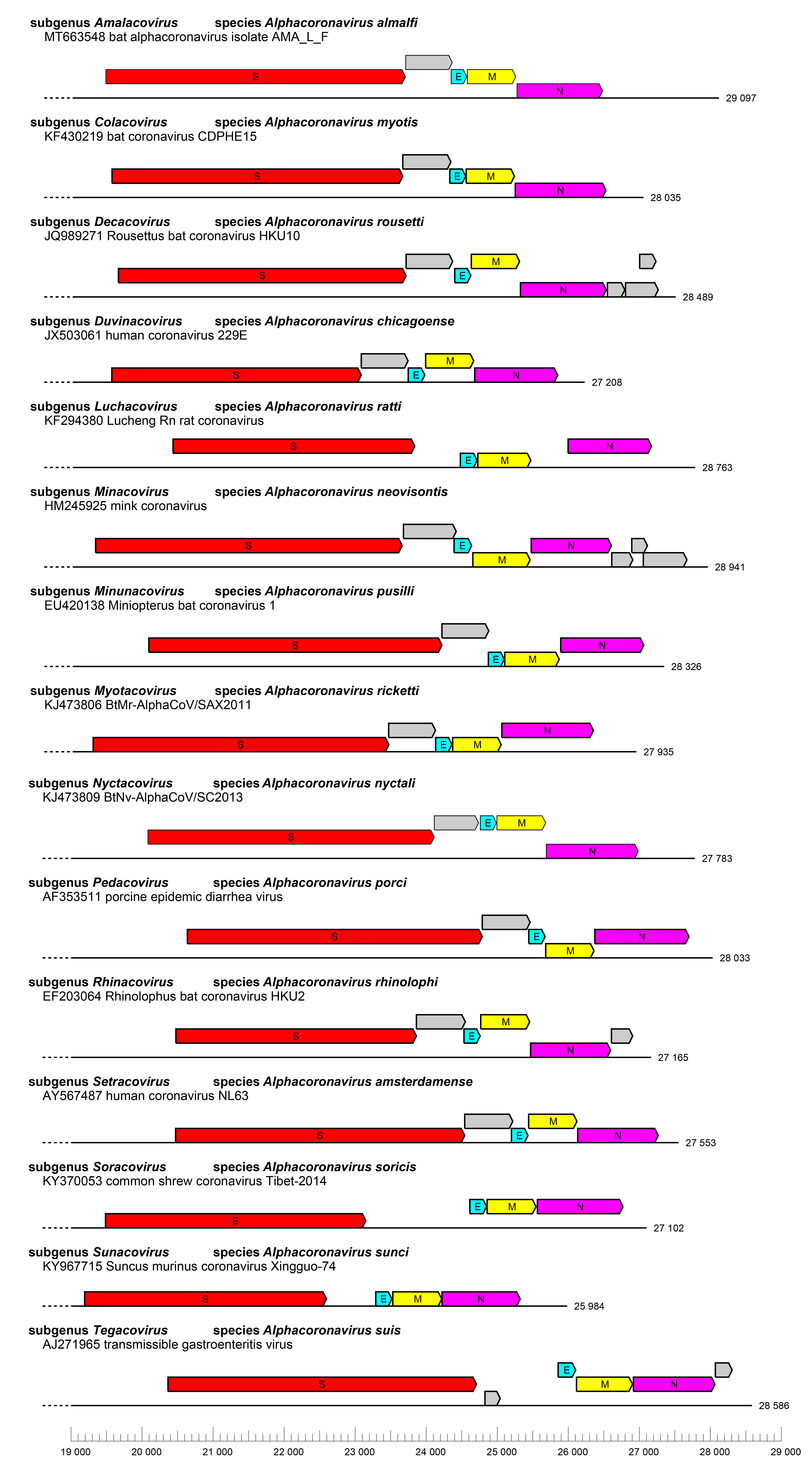 Alphacoronavirus genomes