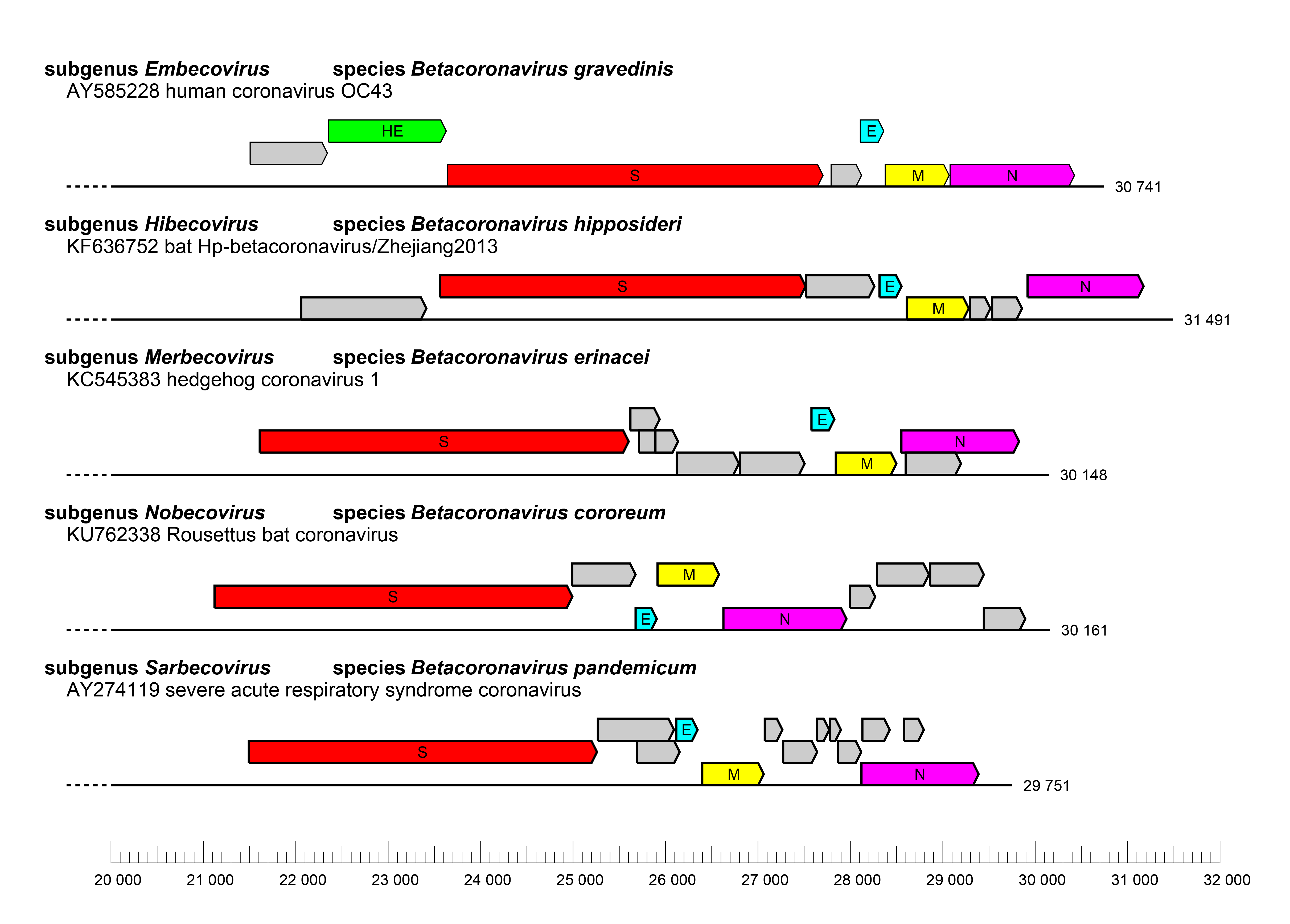Betacoronavirus genomes