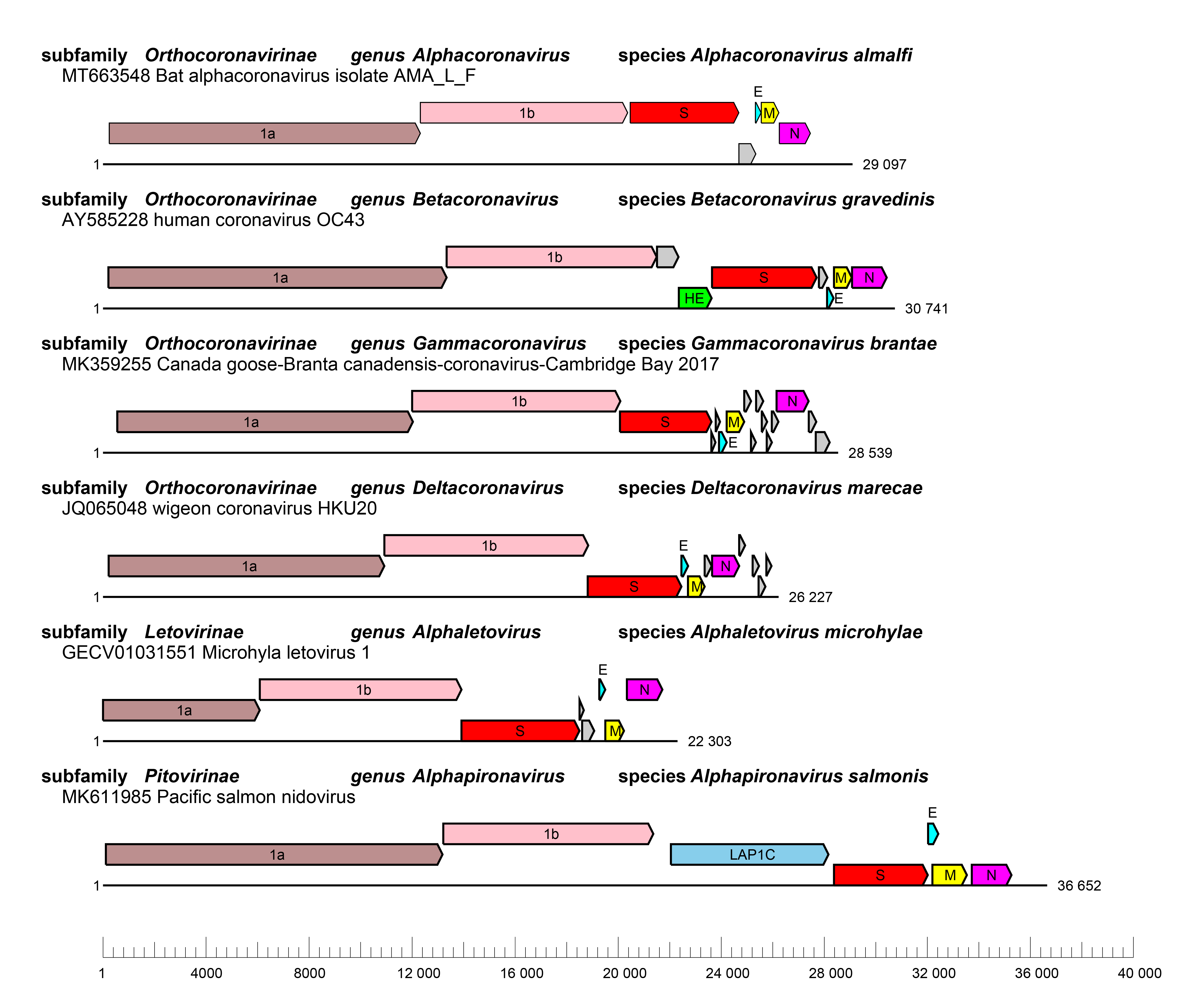 Coronavirdae genomes