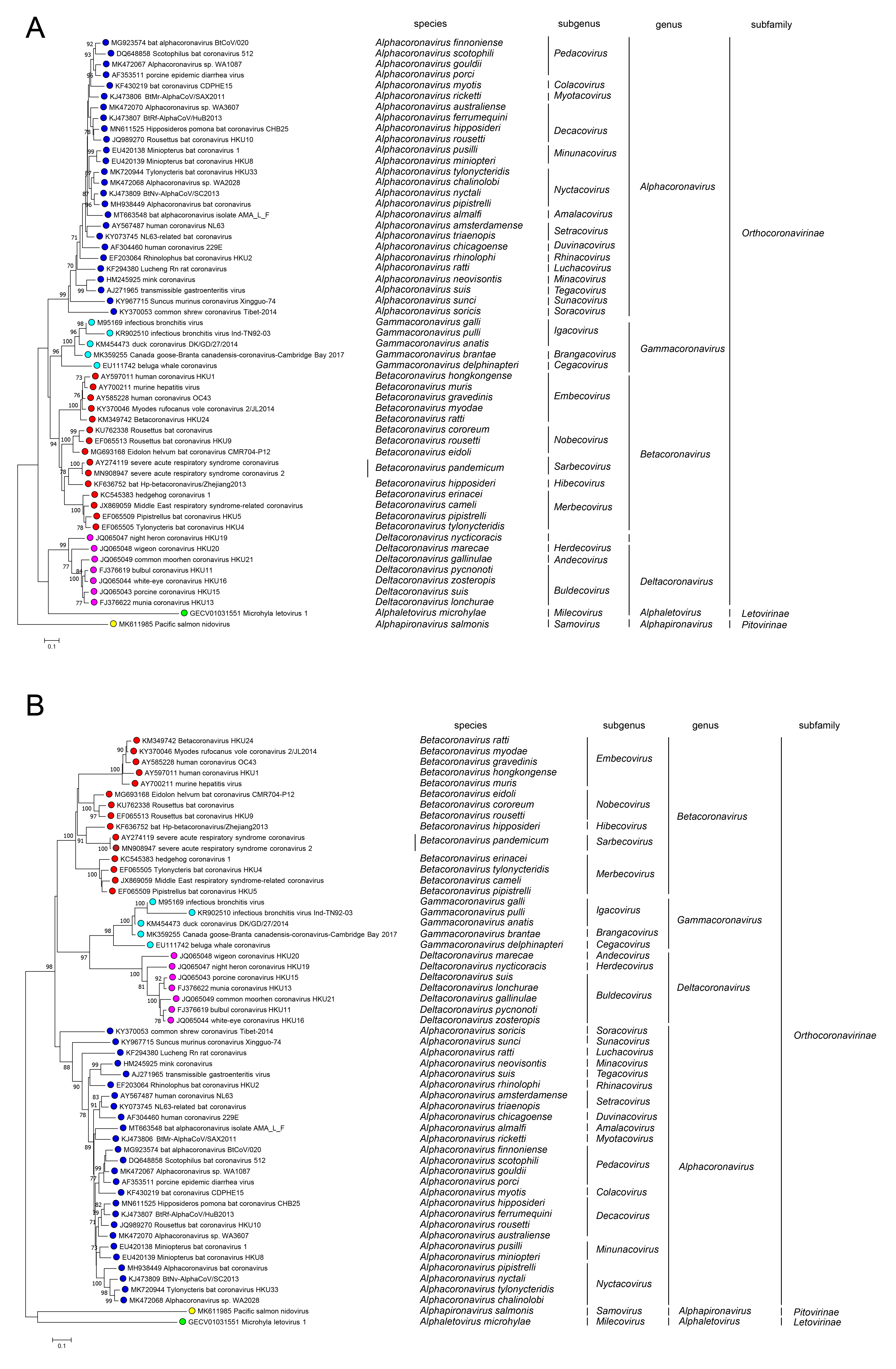 Coronaviridae phylogeny