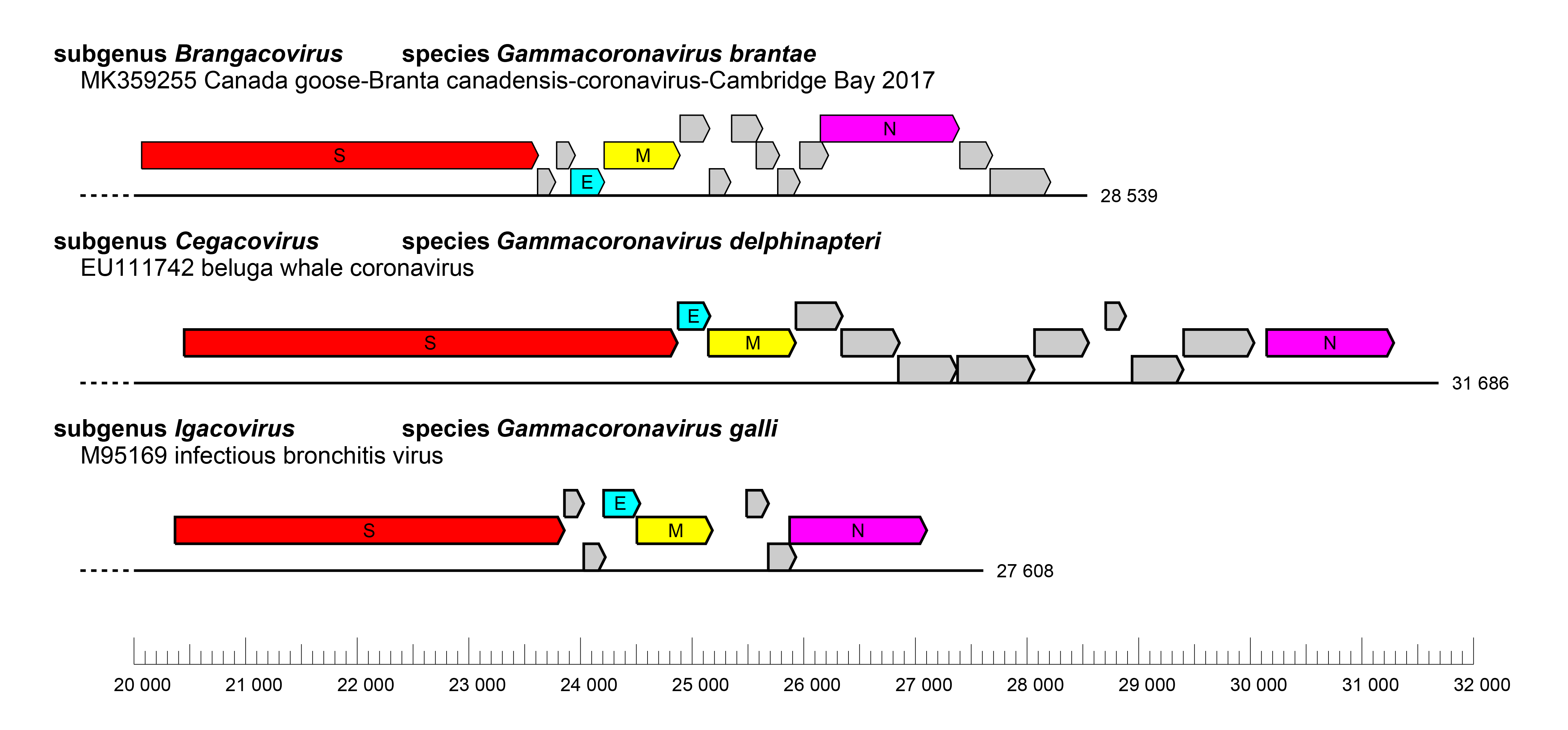 Gammacoronavirus genomes