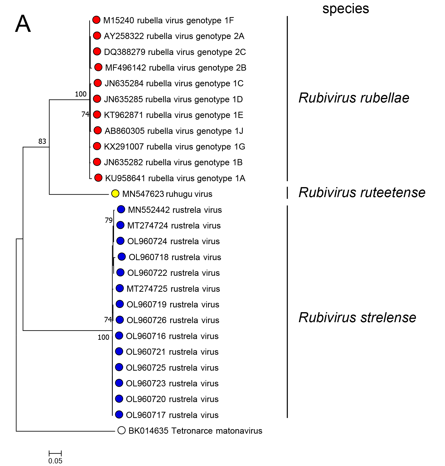 Matonaviridae tree