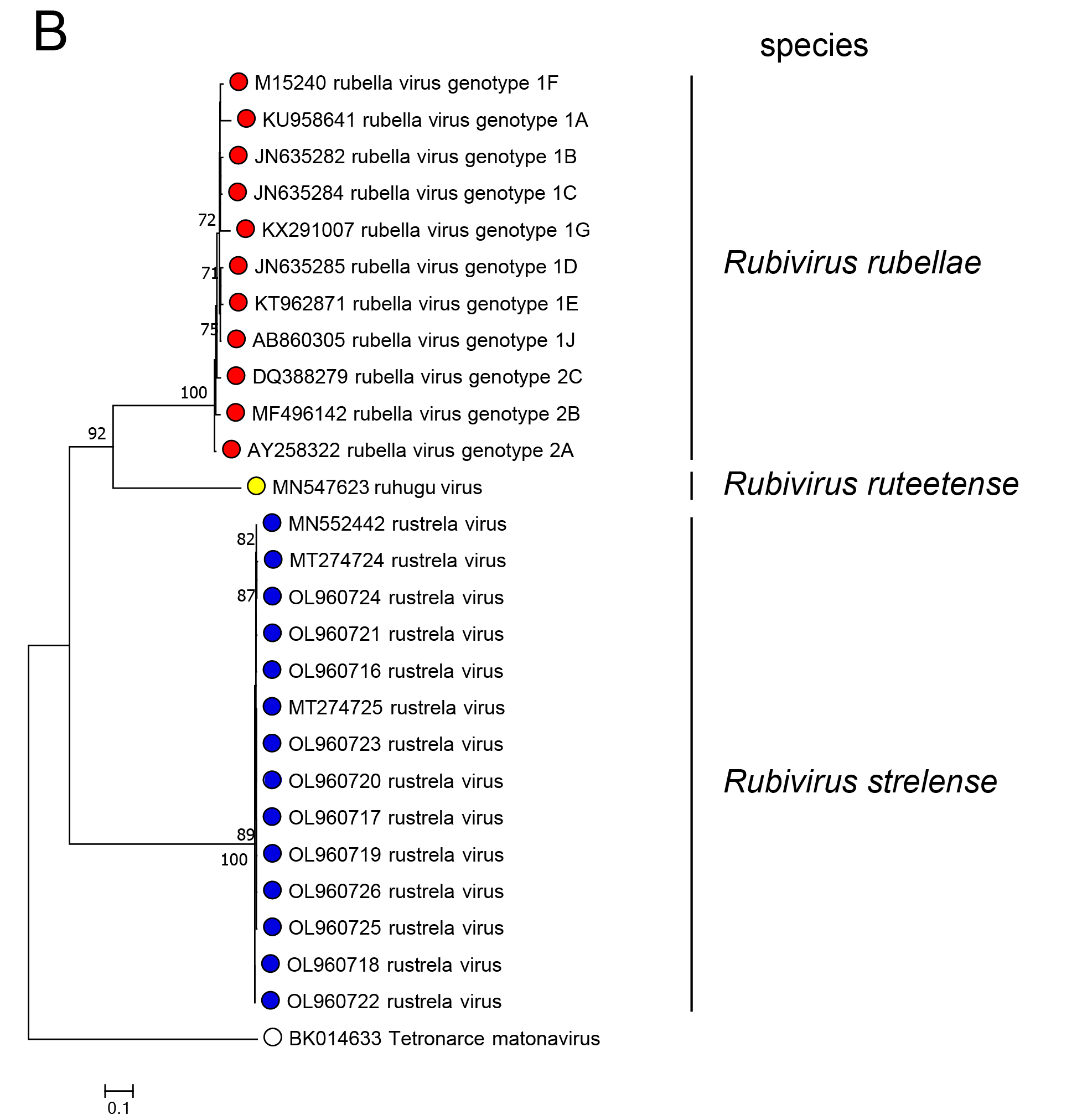 Matonaviridae tree