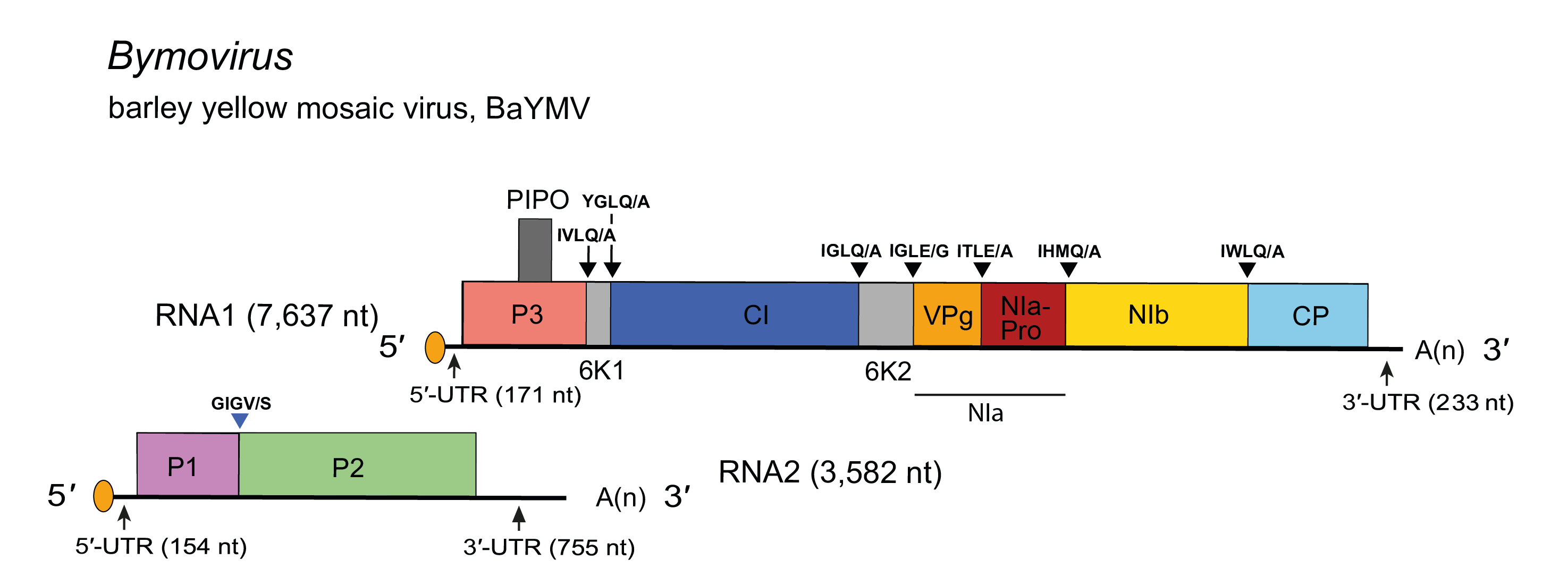 Genome diagram Bymovirus