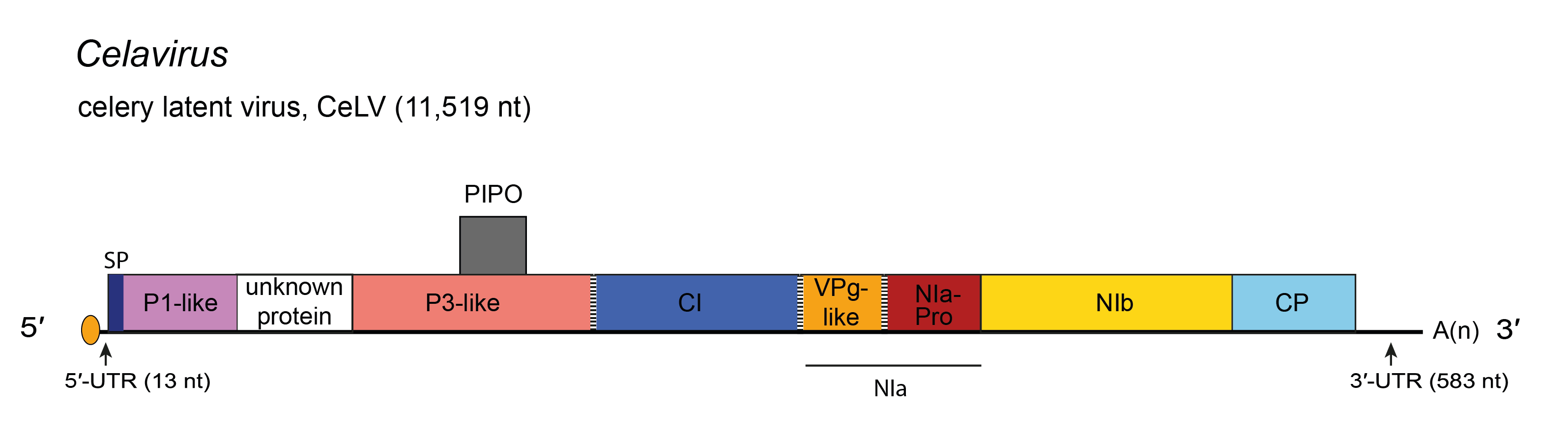 Genome diagram Celavirus