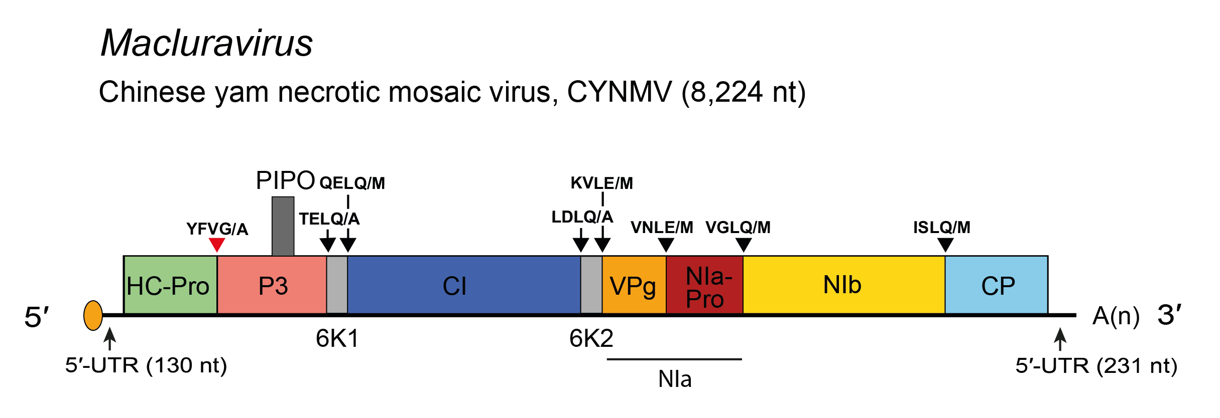 Genome diagram Macluravirus