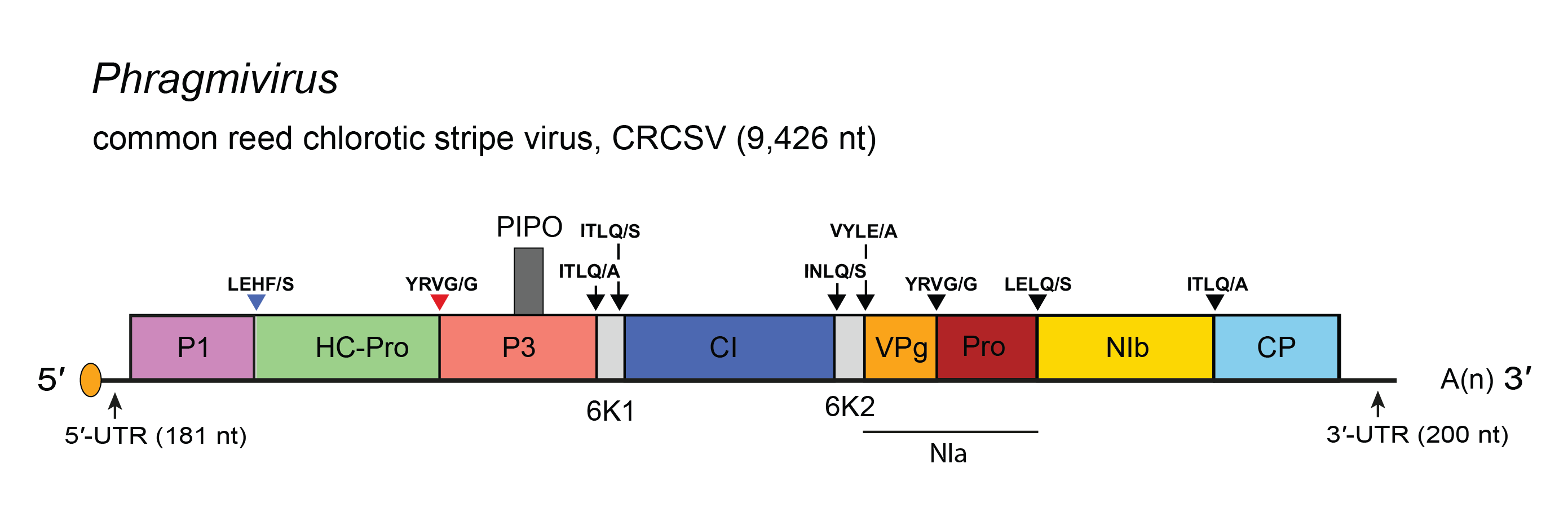 Phragmivirus genome