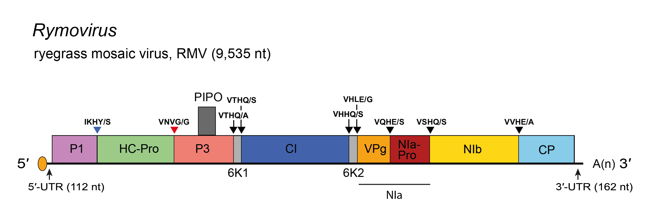 Genome diagram Rymovirus