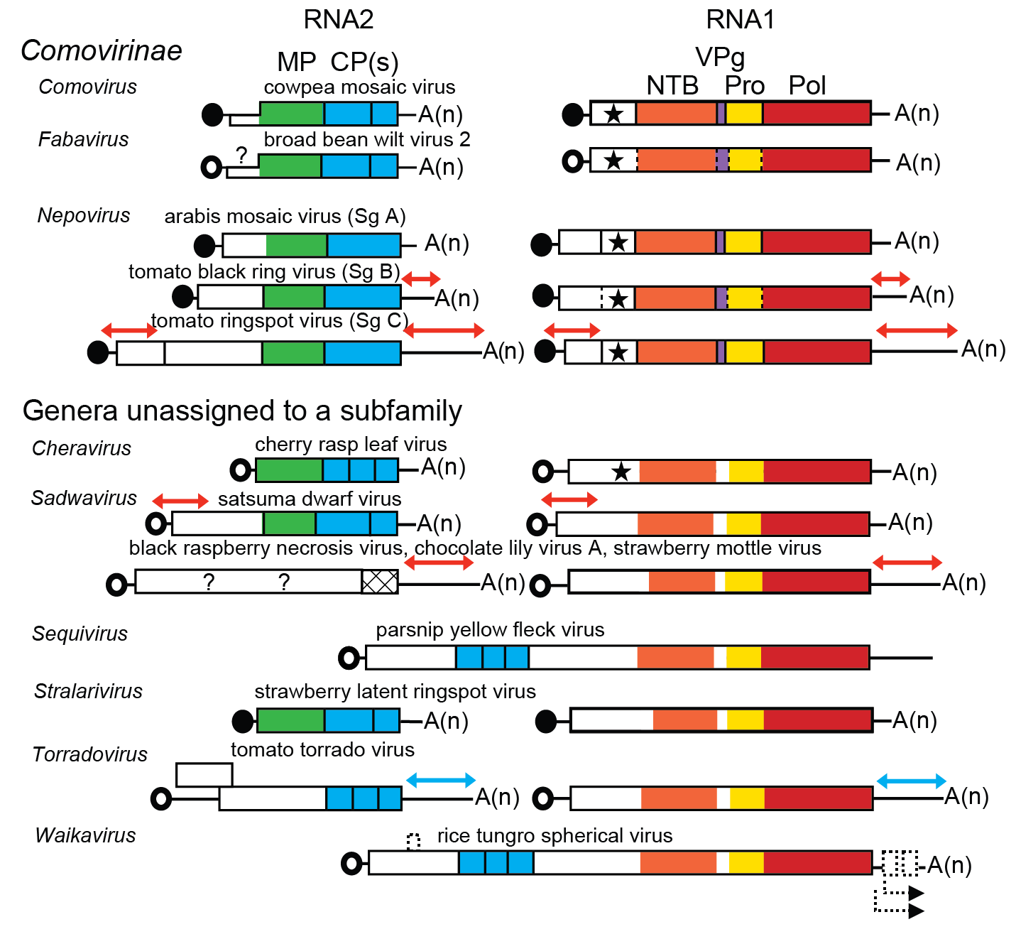 Secoviridae genome organisation