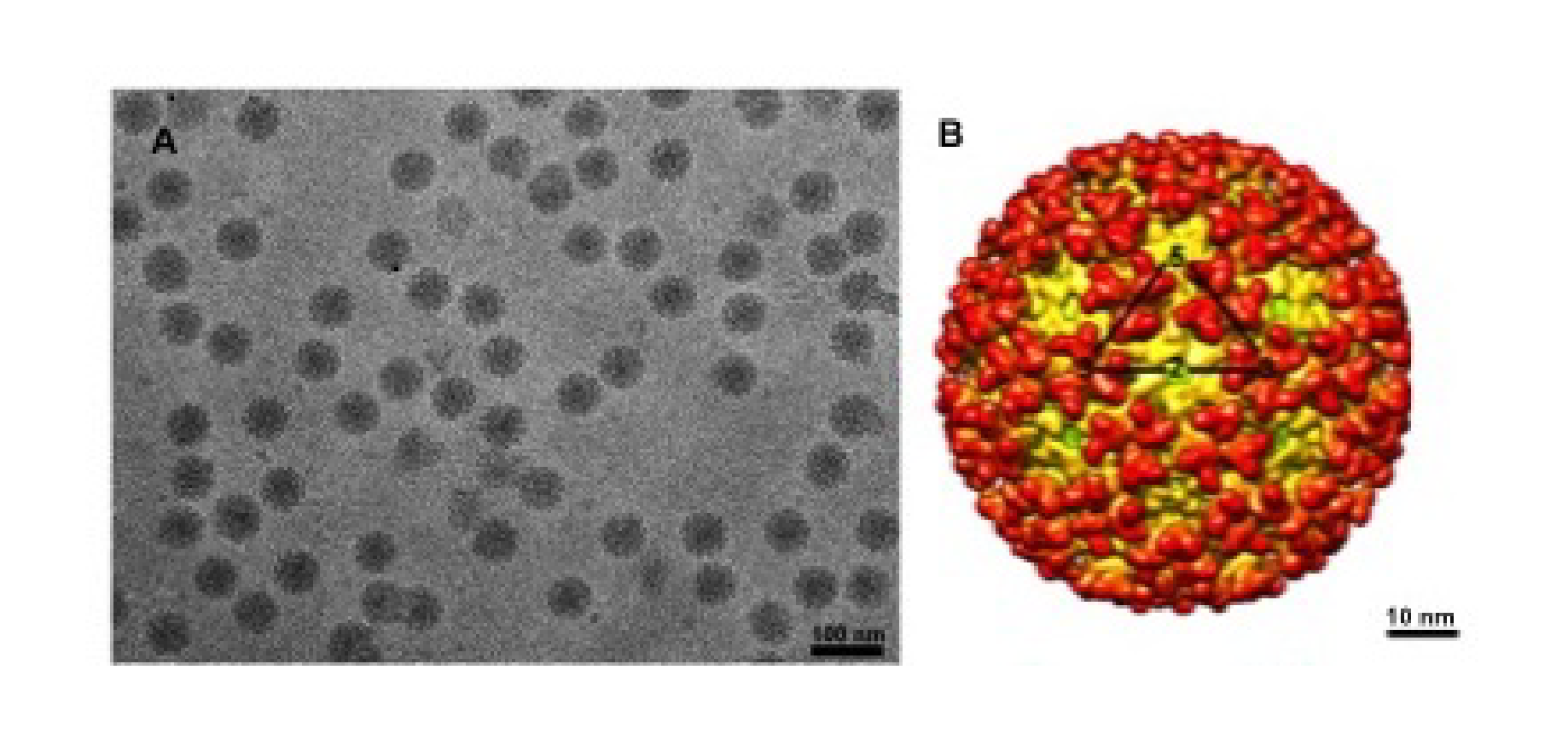 Togavirus virions