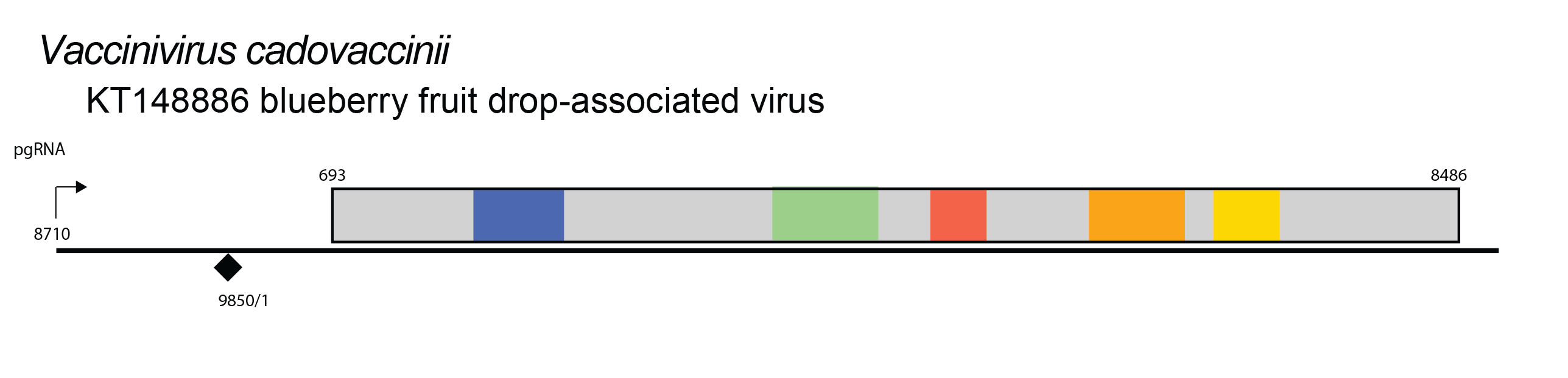 Vaccinivirus genome
