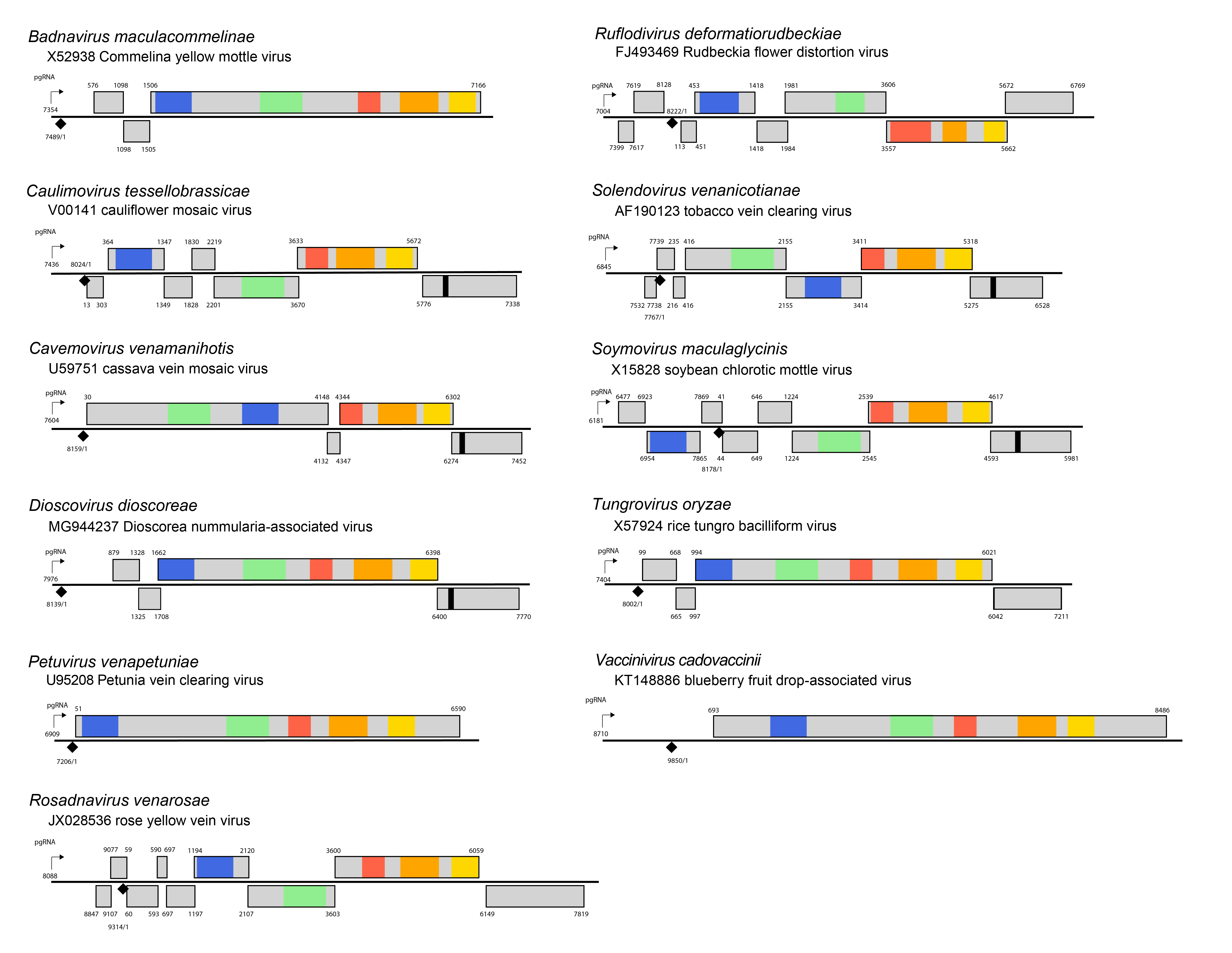 Caulimoviridae genome organisation