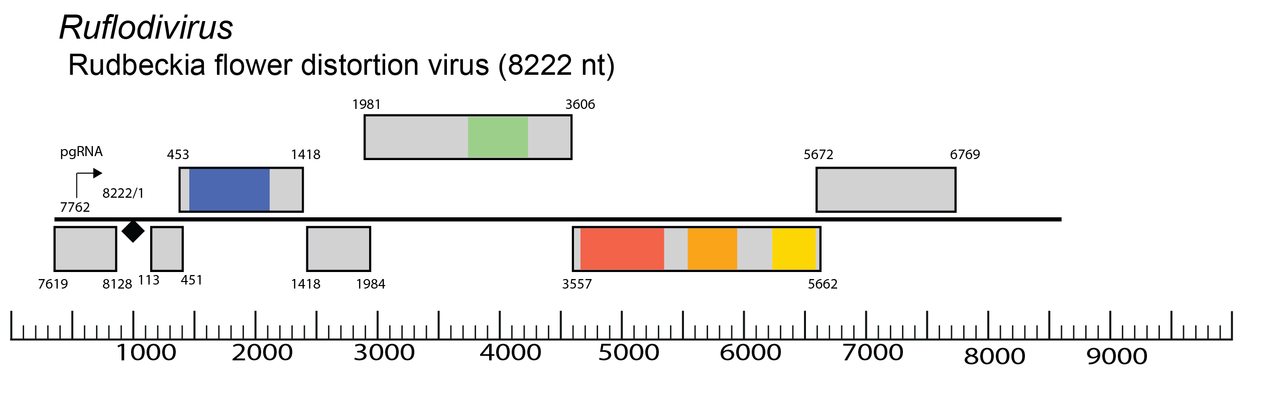 Ruflodivirus genome